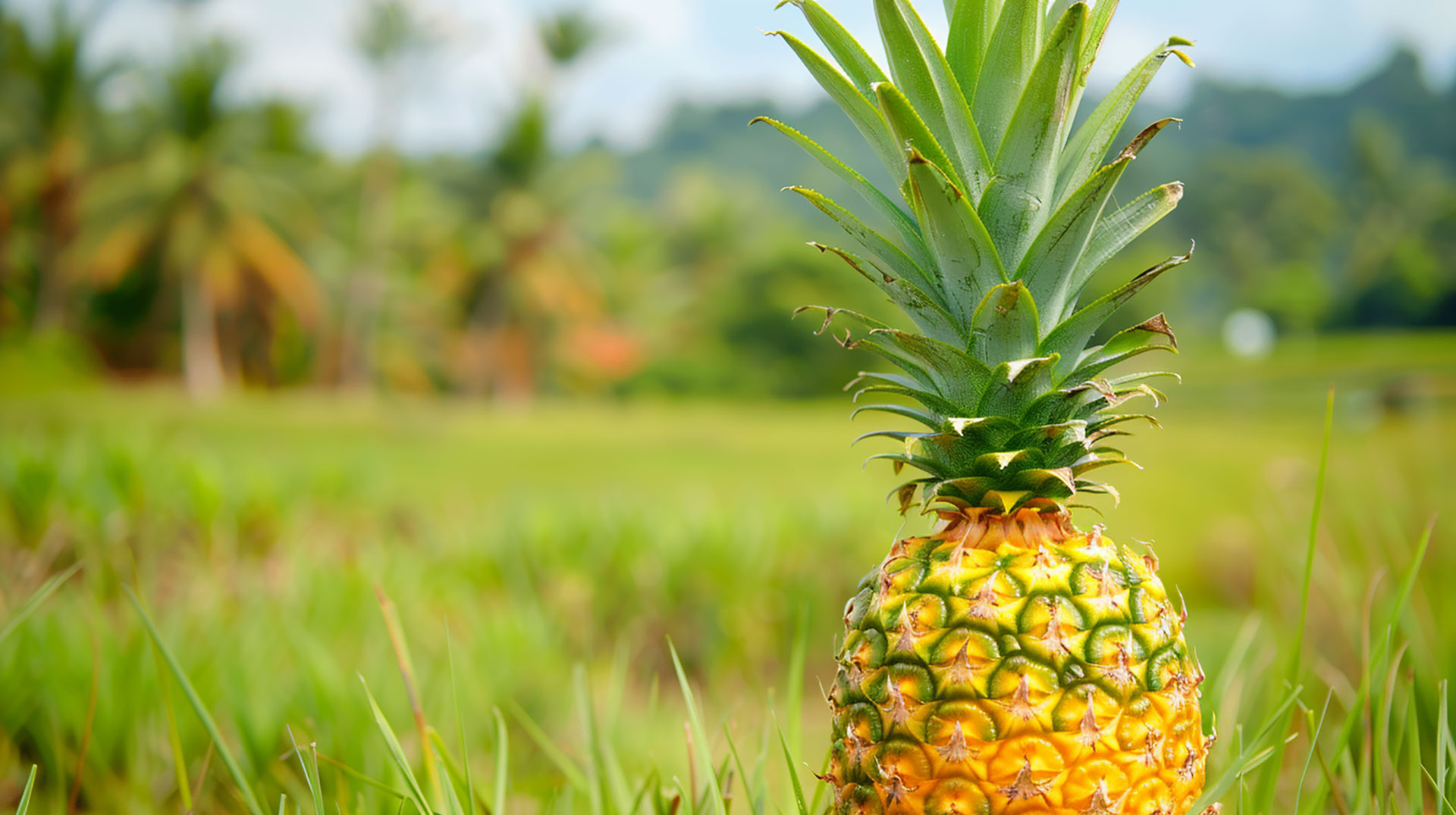 Royalty-Free Pineapple Bush Pictures for Digital Backgrounds