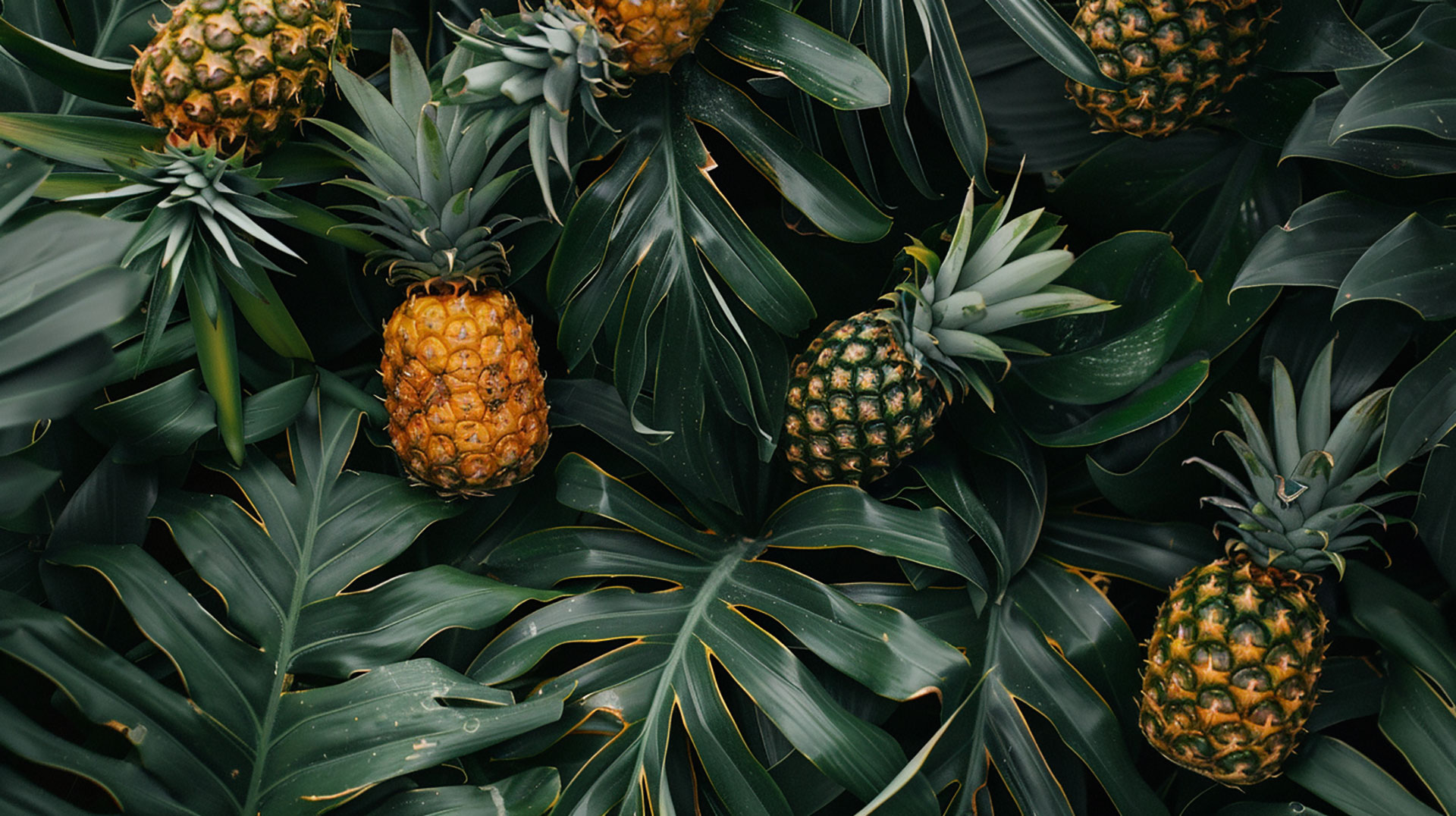 HD Pineapple Bush Photos Available for Download Now