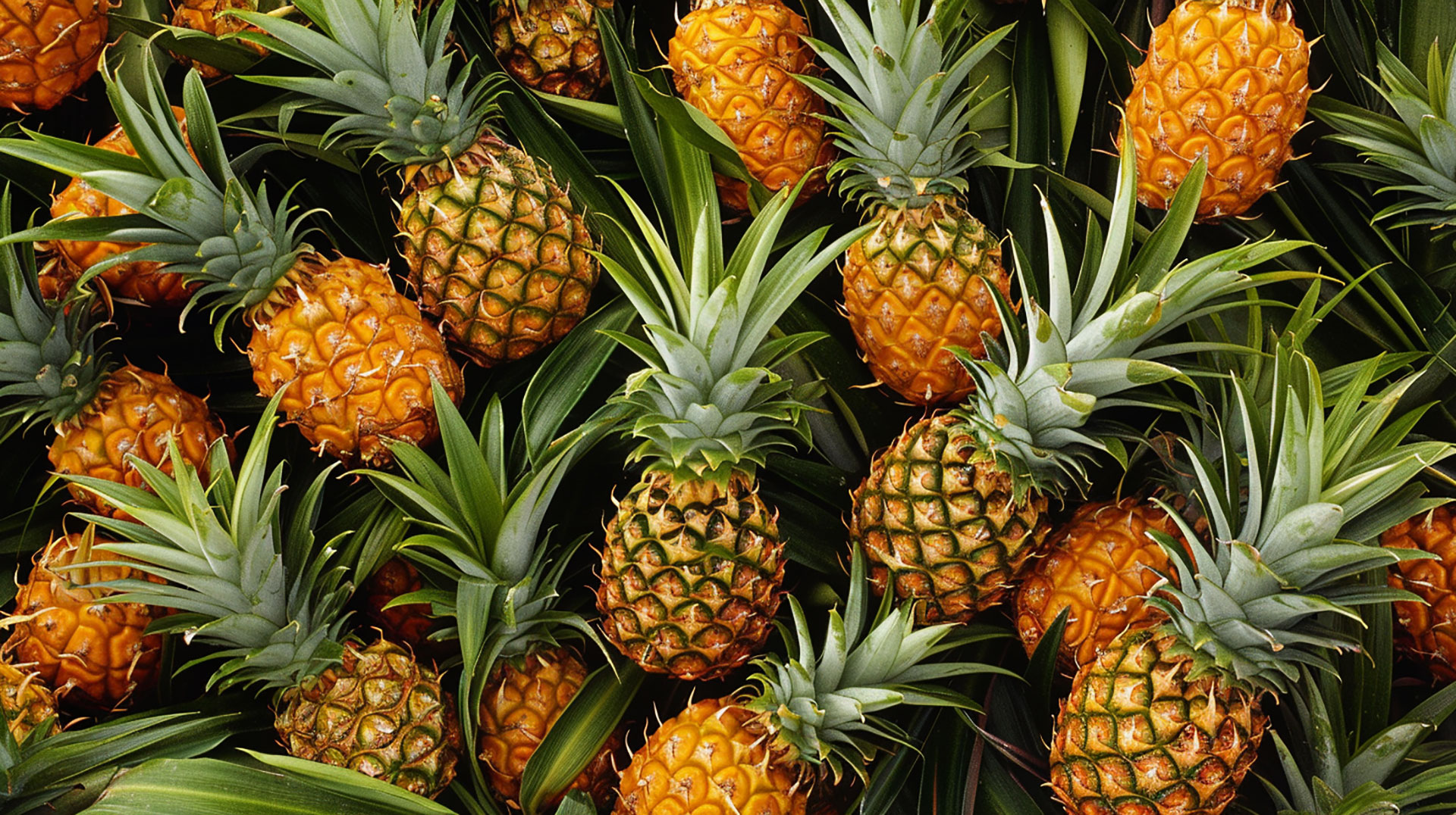 Royalty-Free Pineapple Bush Stock Photos in 8K Clarity