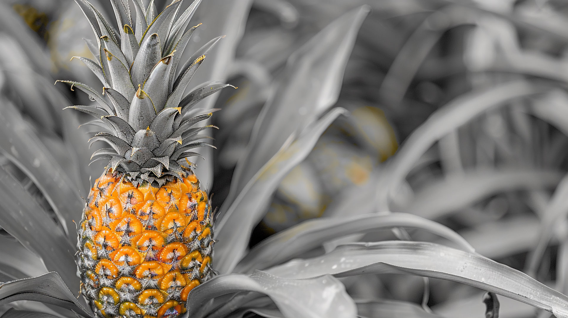 High-Definition Pineapple Bush Images for Wallpaper Enthusiasts