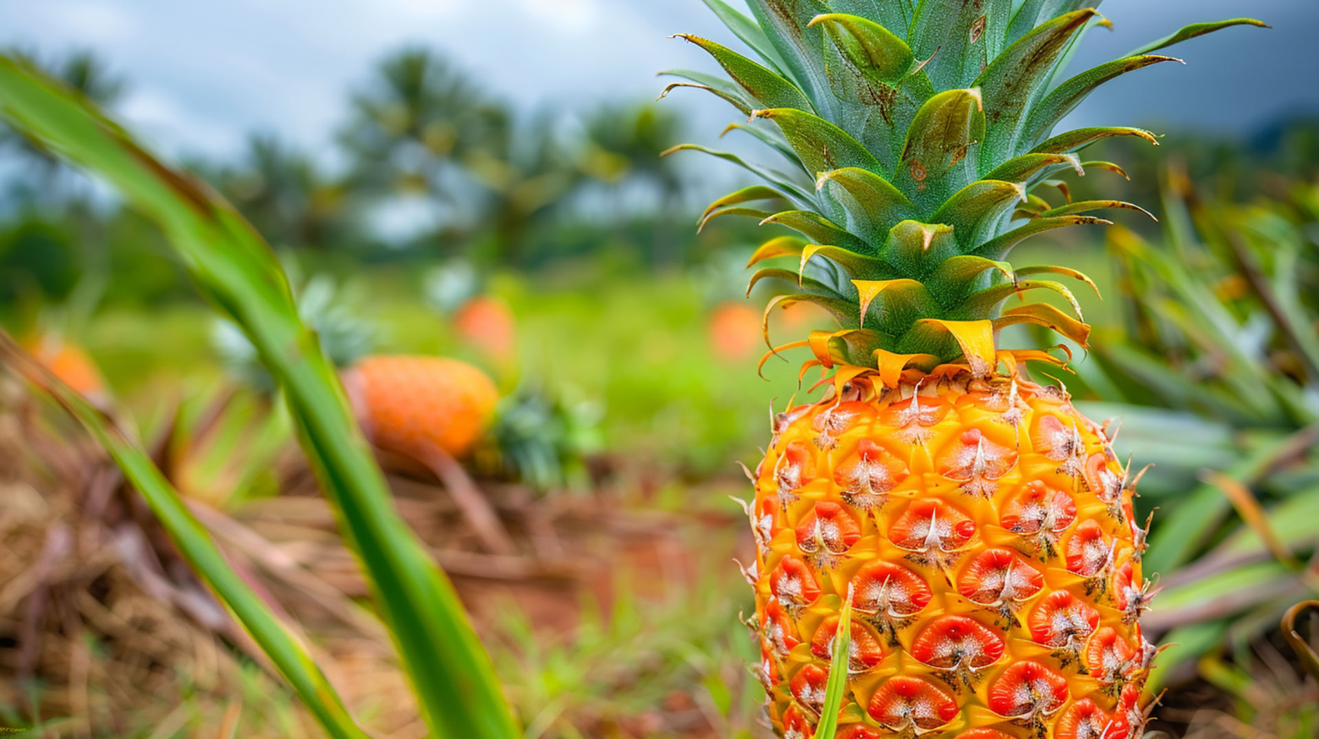 Royalty-Free Pineapple Bush Stock Photos in 8K Resolution