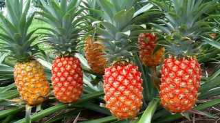 Fresh Pineapple Bush Images for HD Desktop Backgrounds