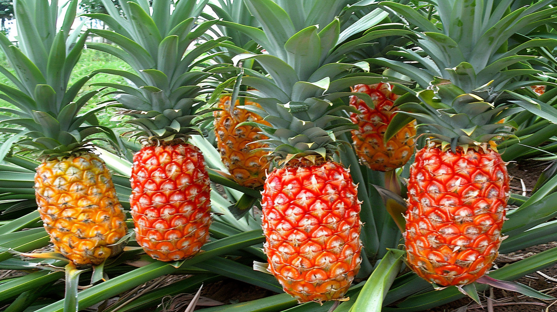 Fresh Pineapple Bush Images for HD Desktop Backgrounds