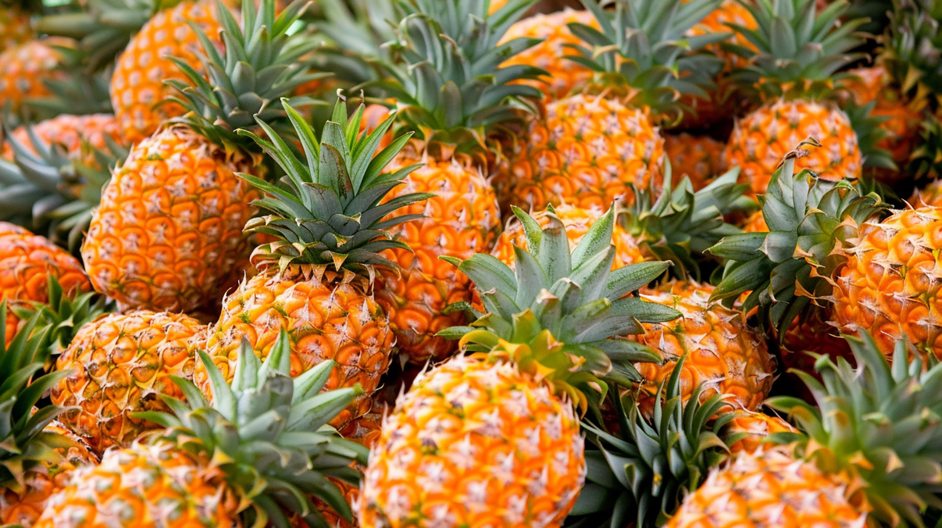 Tropical Pineapple Fruit Picture in Stunning High Resolution