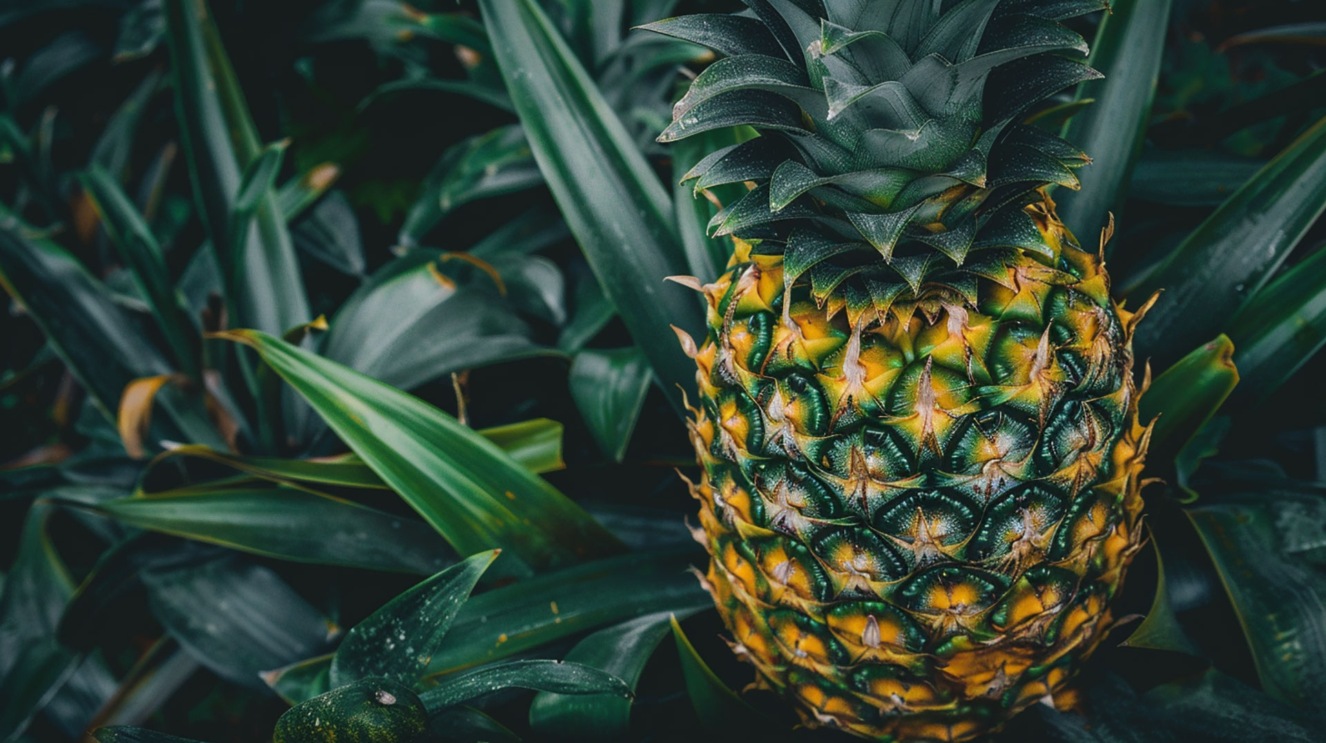 Pineapple: Free HD Photo Available for Download