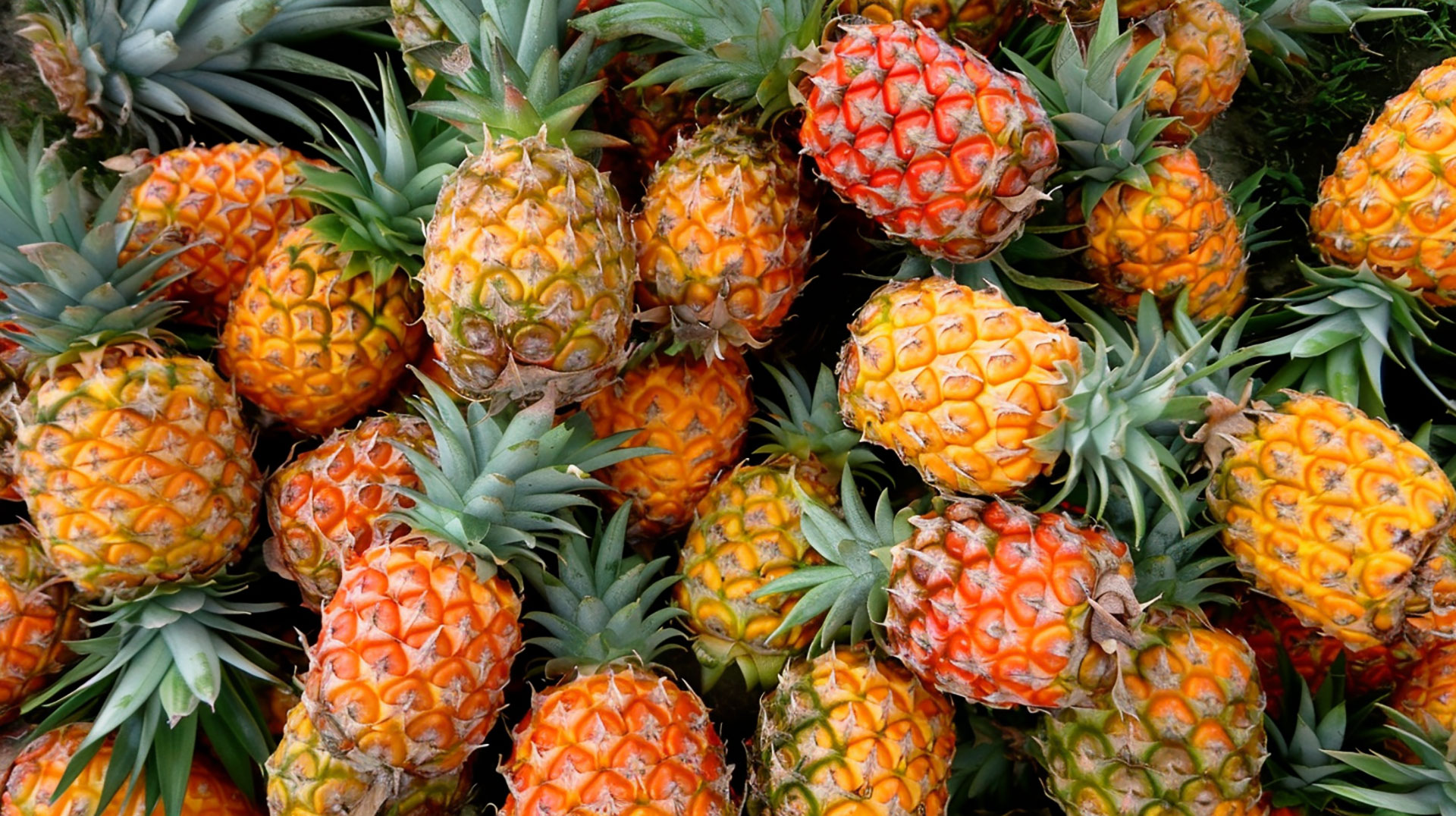 Refreshing Pineapple Fruit Picture in Stunning High Definition