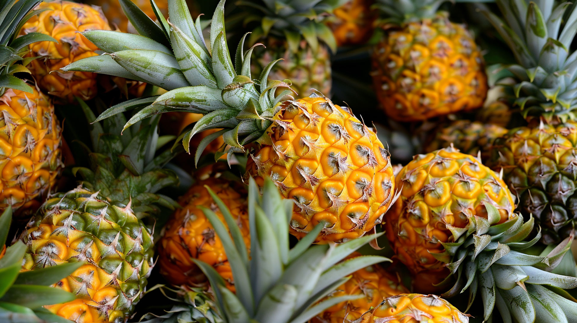 Free Pineapple Stock Photos for Desktop and Mobile