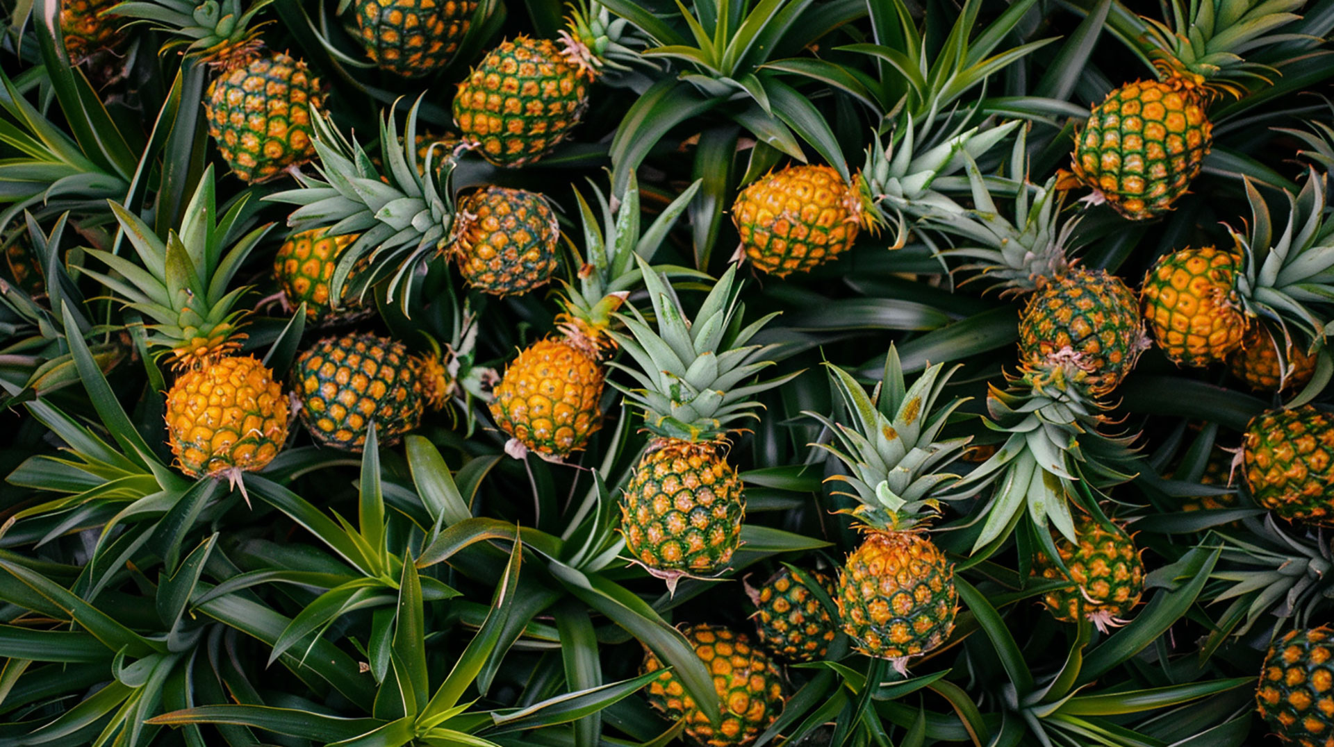 Free Download: High-Quality Pineapple Images in HD and 4K