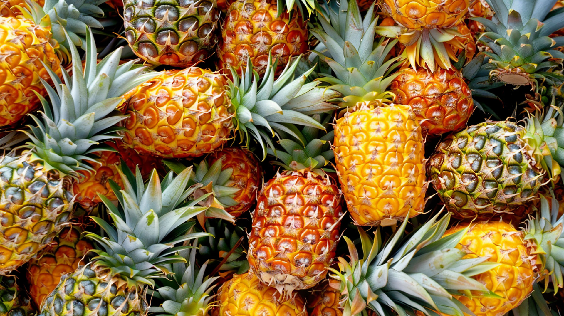 High-Quality Free Pineapple Images for Wallpaper