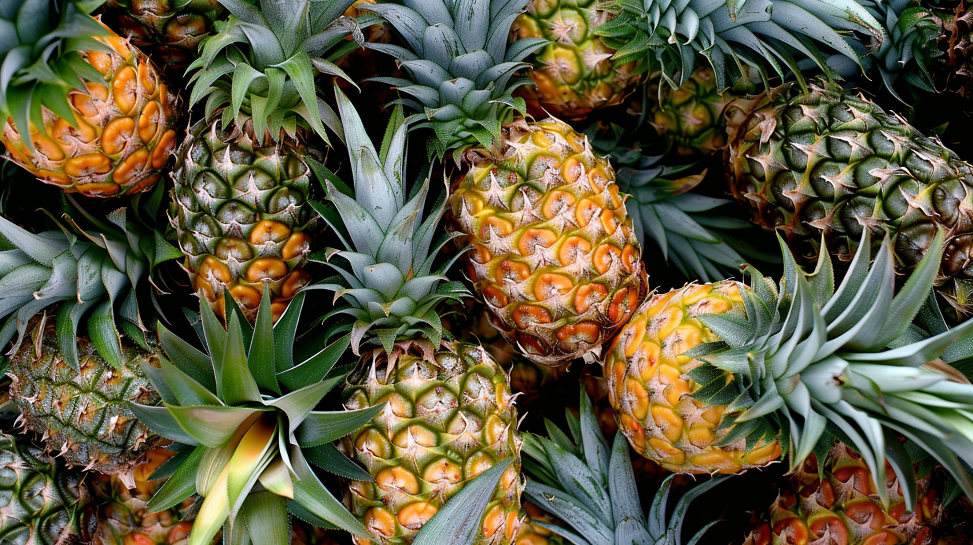 Free Download: Pineapple Photos in 16:9 Aspect Ratio