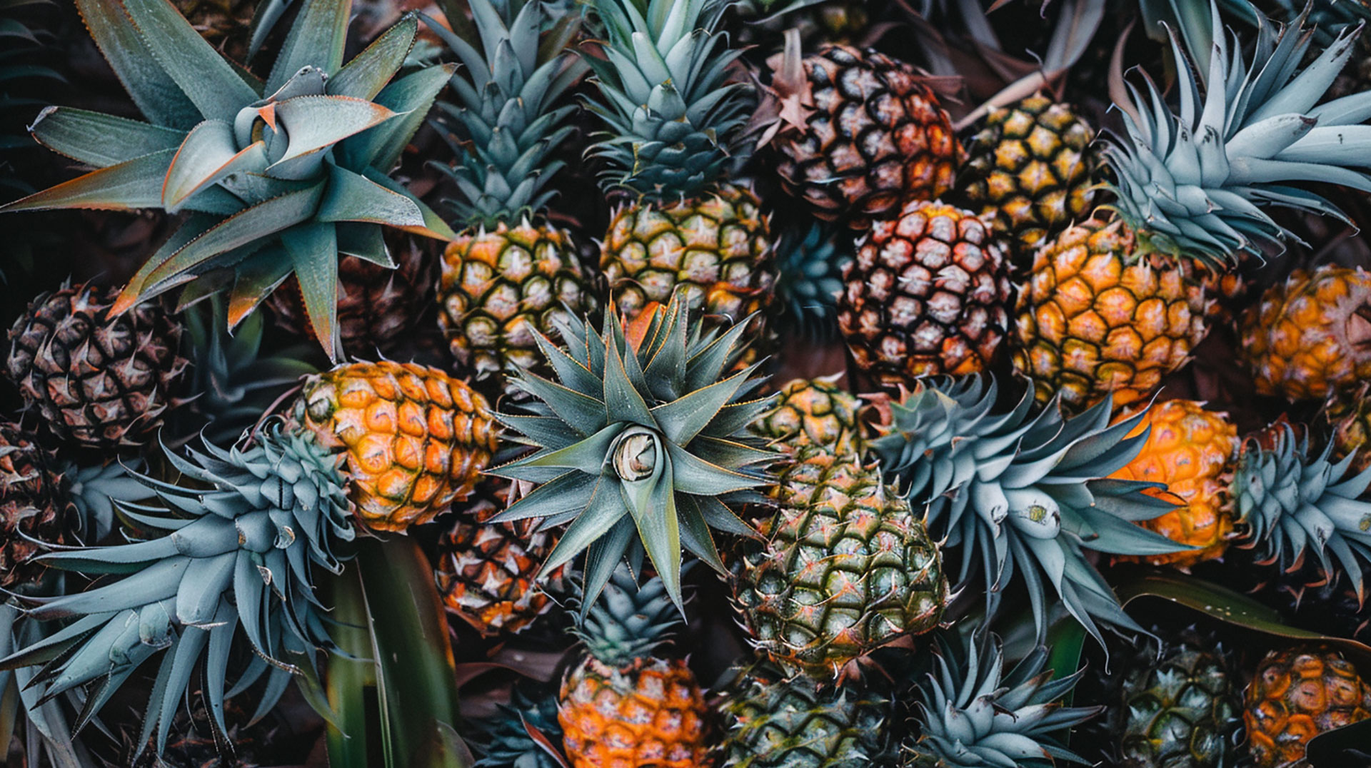 Get Free Pineapple Images for Your Desktop Background