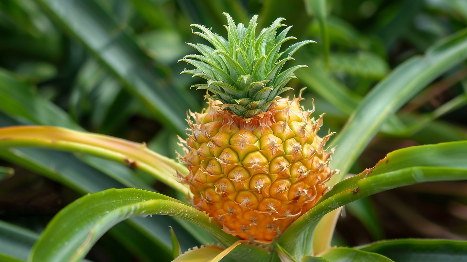 High-Quality Pineapple Images: Free Downloads in 4K and 8K