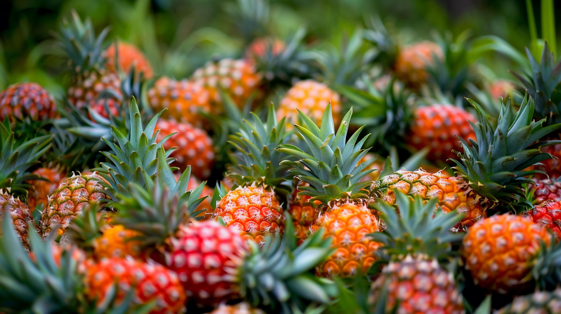 Download Stunning Pineapple Photos in 4K and 8K Resolution