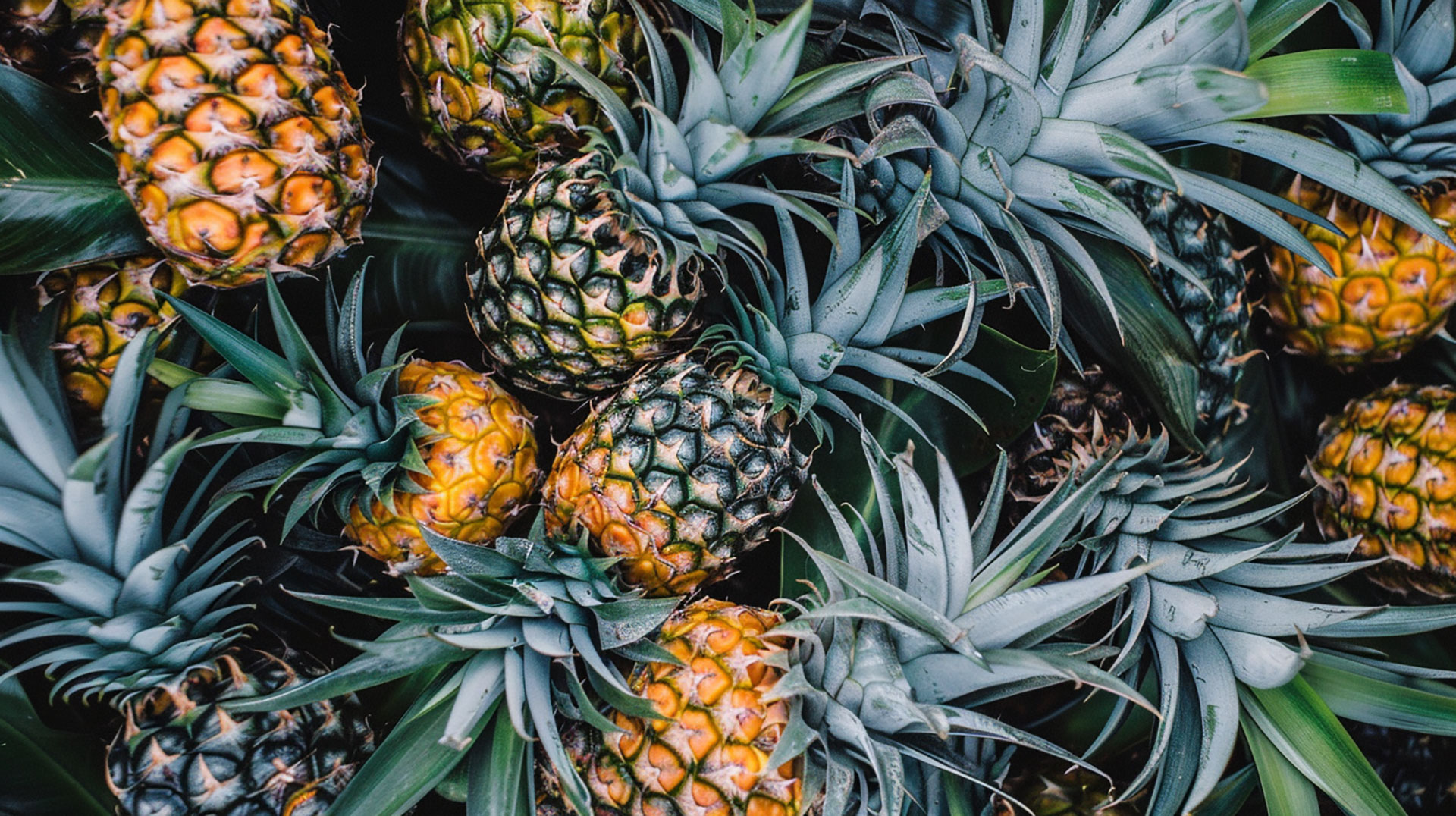 Free Pineapple Pictures in 1920x1080: Perfect for Wallpaper