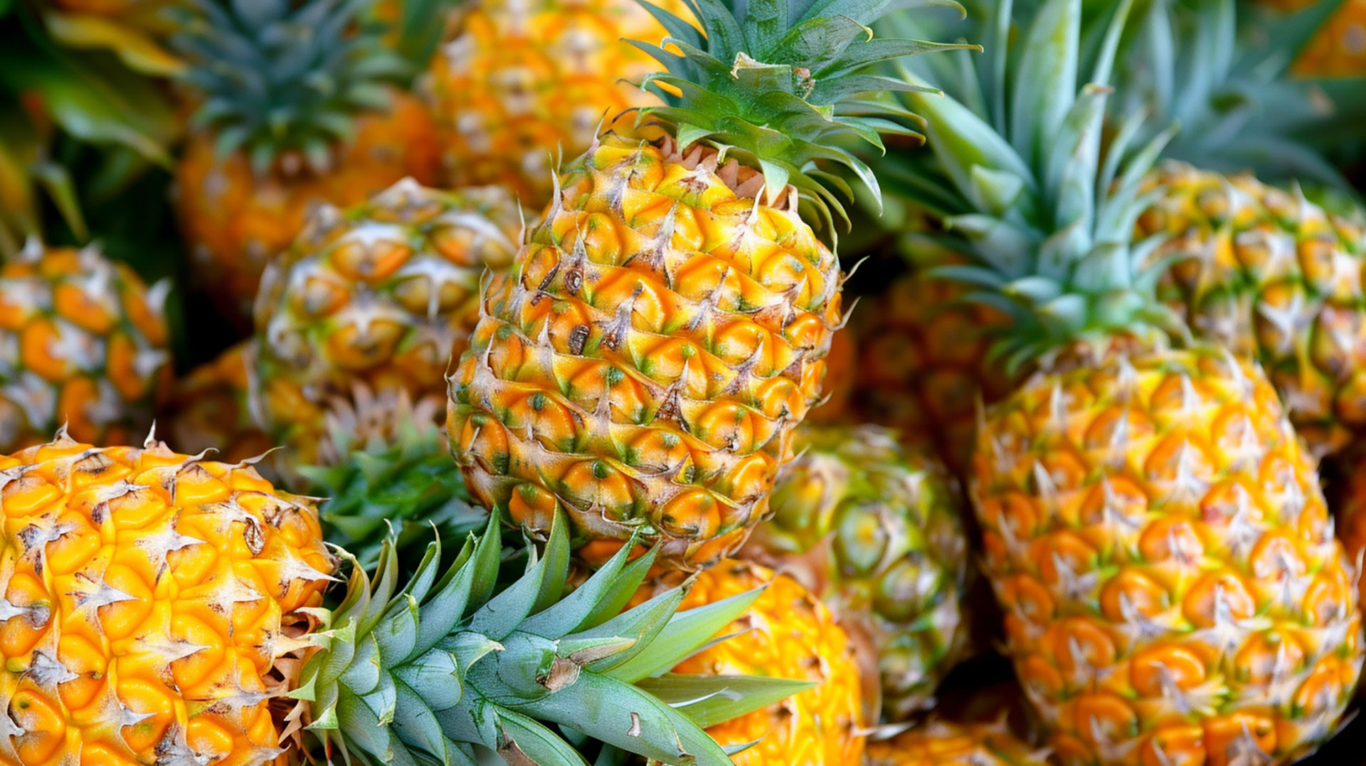 Download Free Pineapple Pictures in 8k and 4k Quality