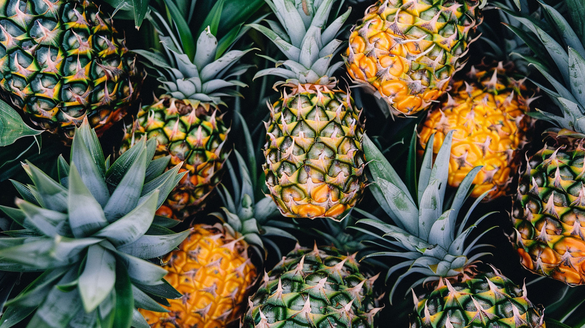 Discover 8k Pineapple Wallpapers for PC