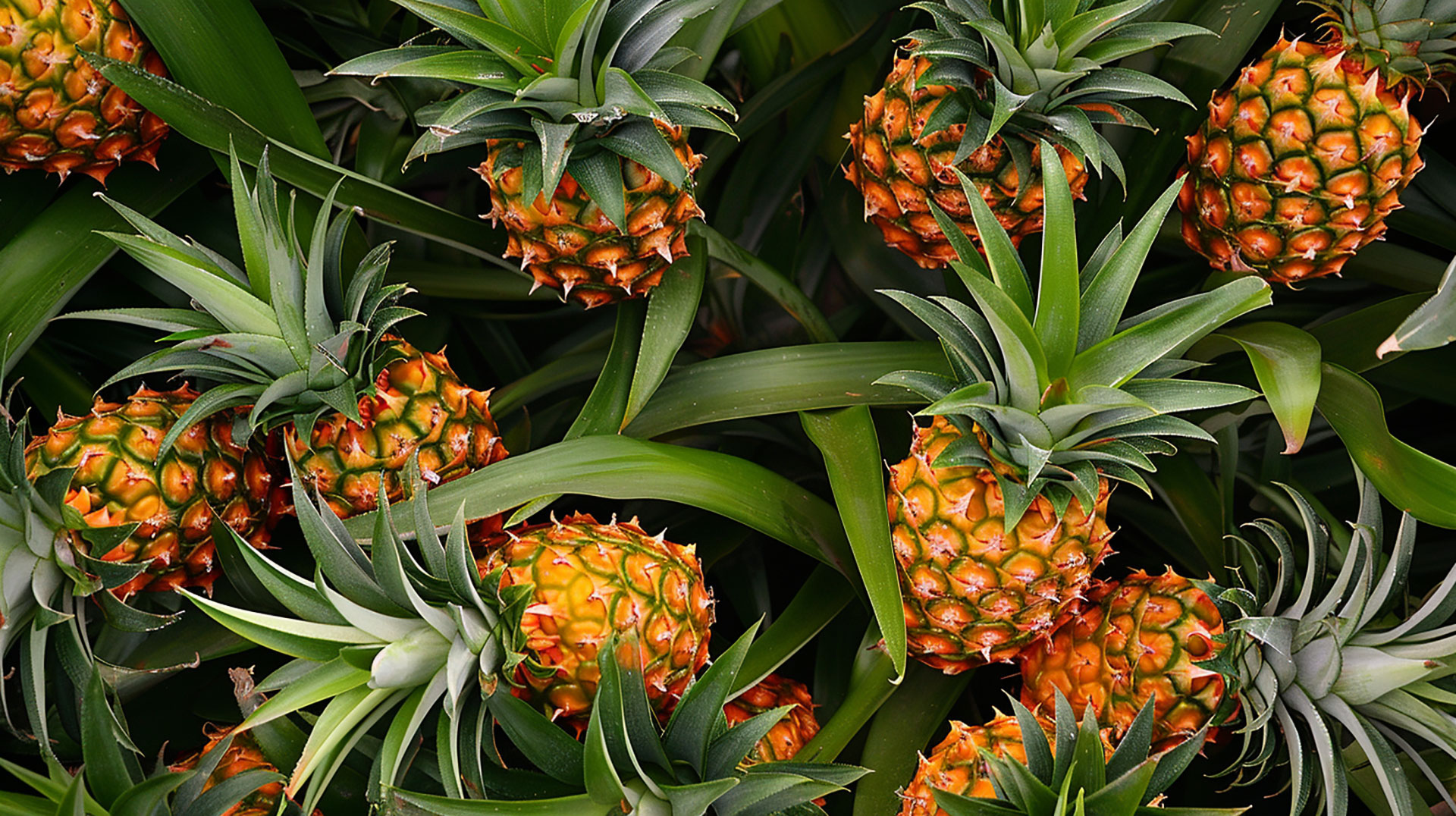 Beautiful Pineapple Plant Pictures in Ultra HD Quality