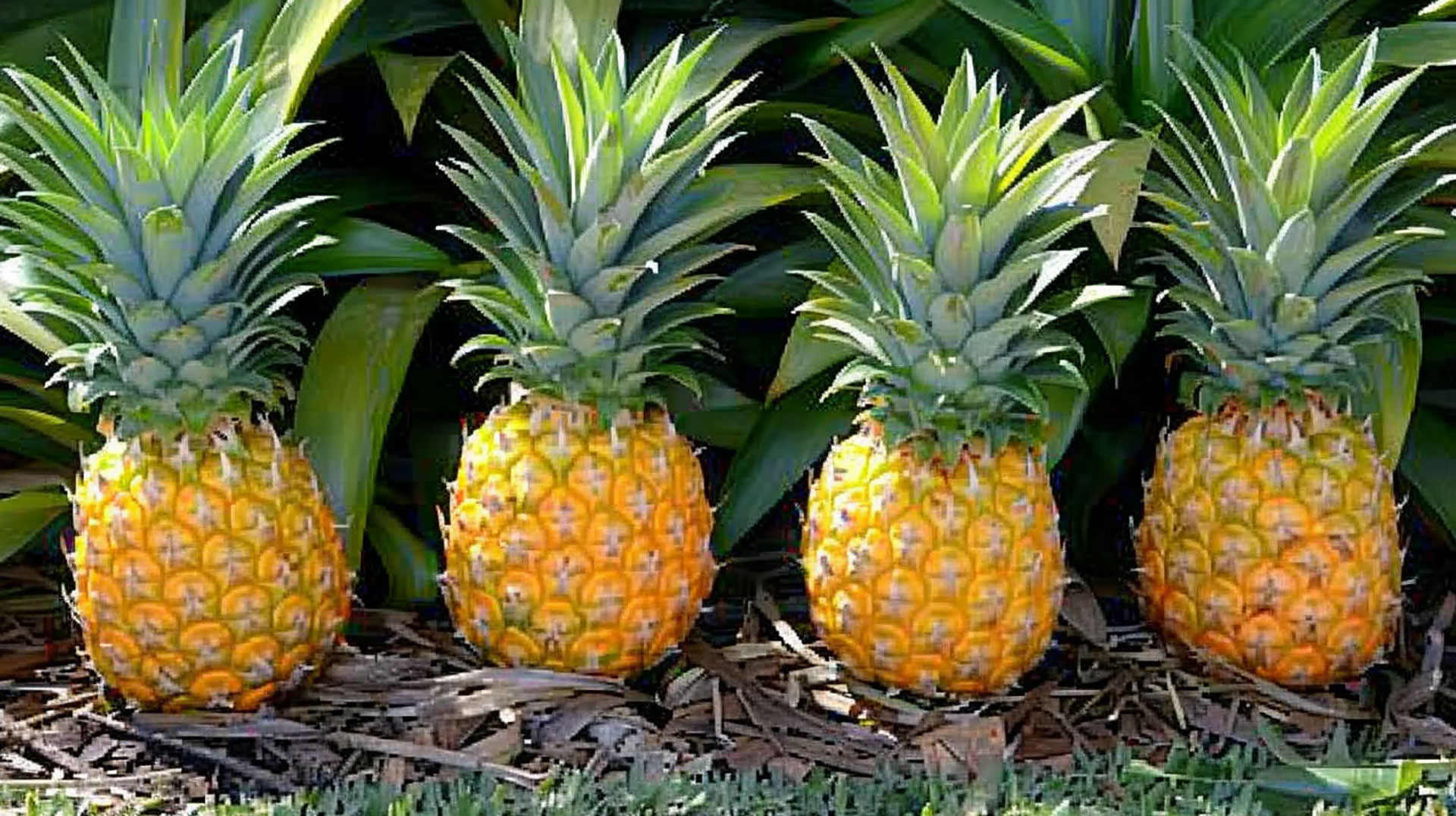 Download Free Pineapple Plant Photos for Personal Use