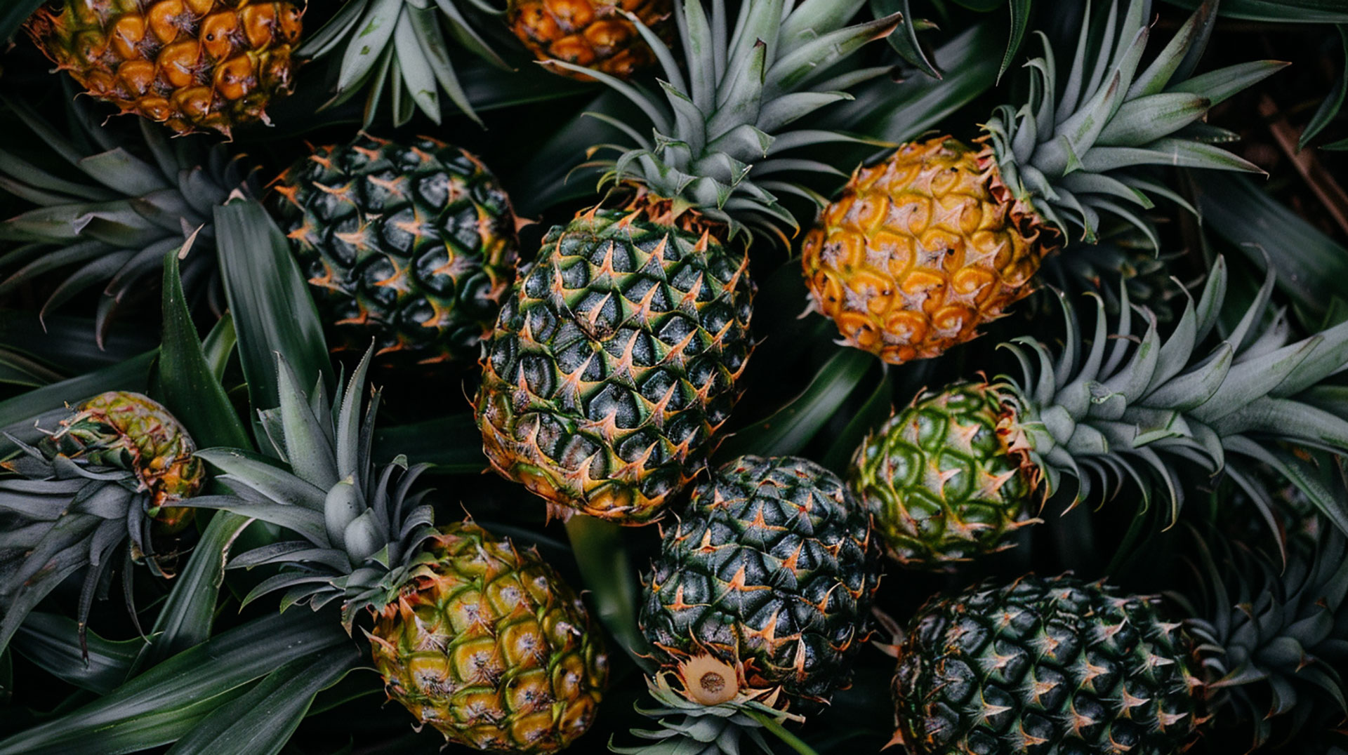 Find Beautiful Pineapple Plant Photos to Use as Desktop Wallpapers