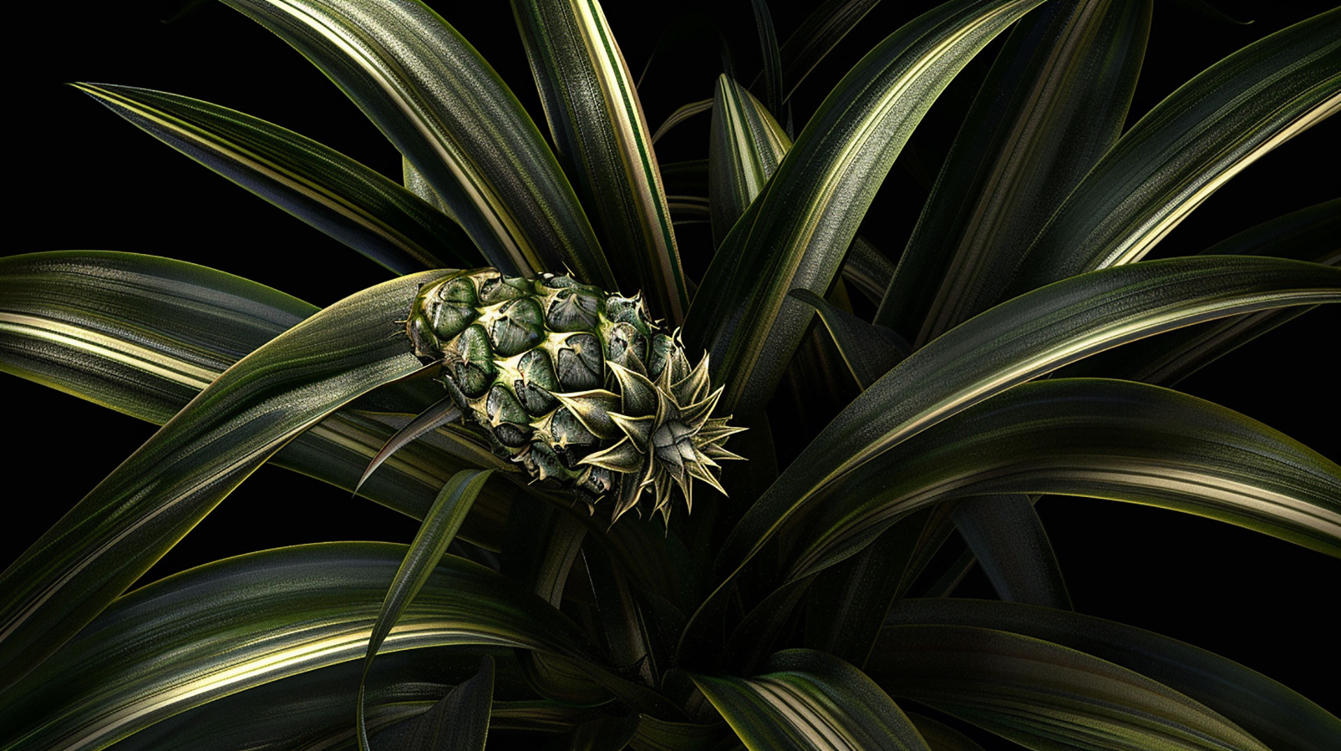 Explore High-Resolution Pineapple Plant Pictures Suitable for Any Screen