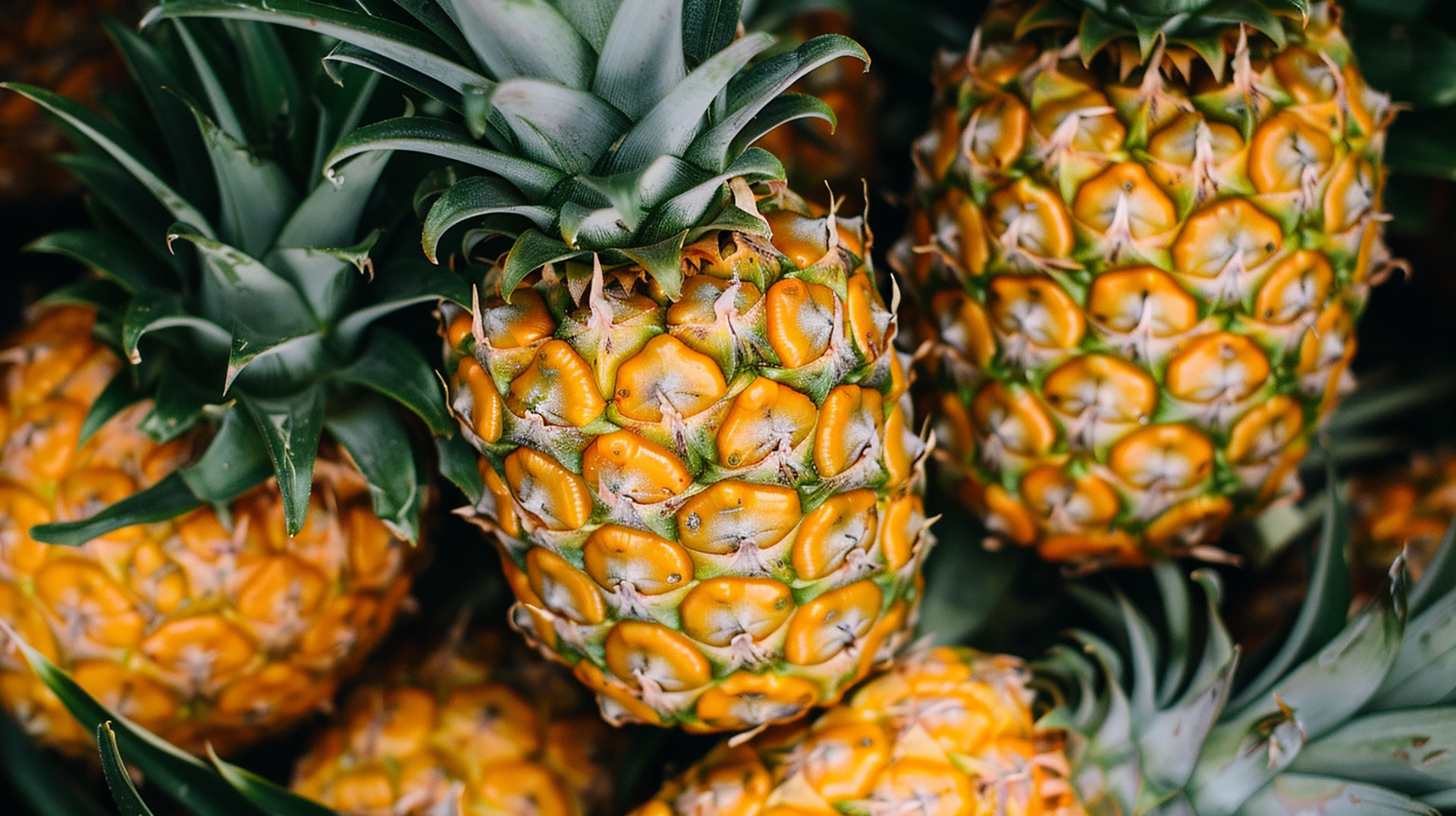 Colorful and High-Quality Pineapple Plant Photos Ready for Download