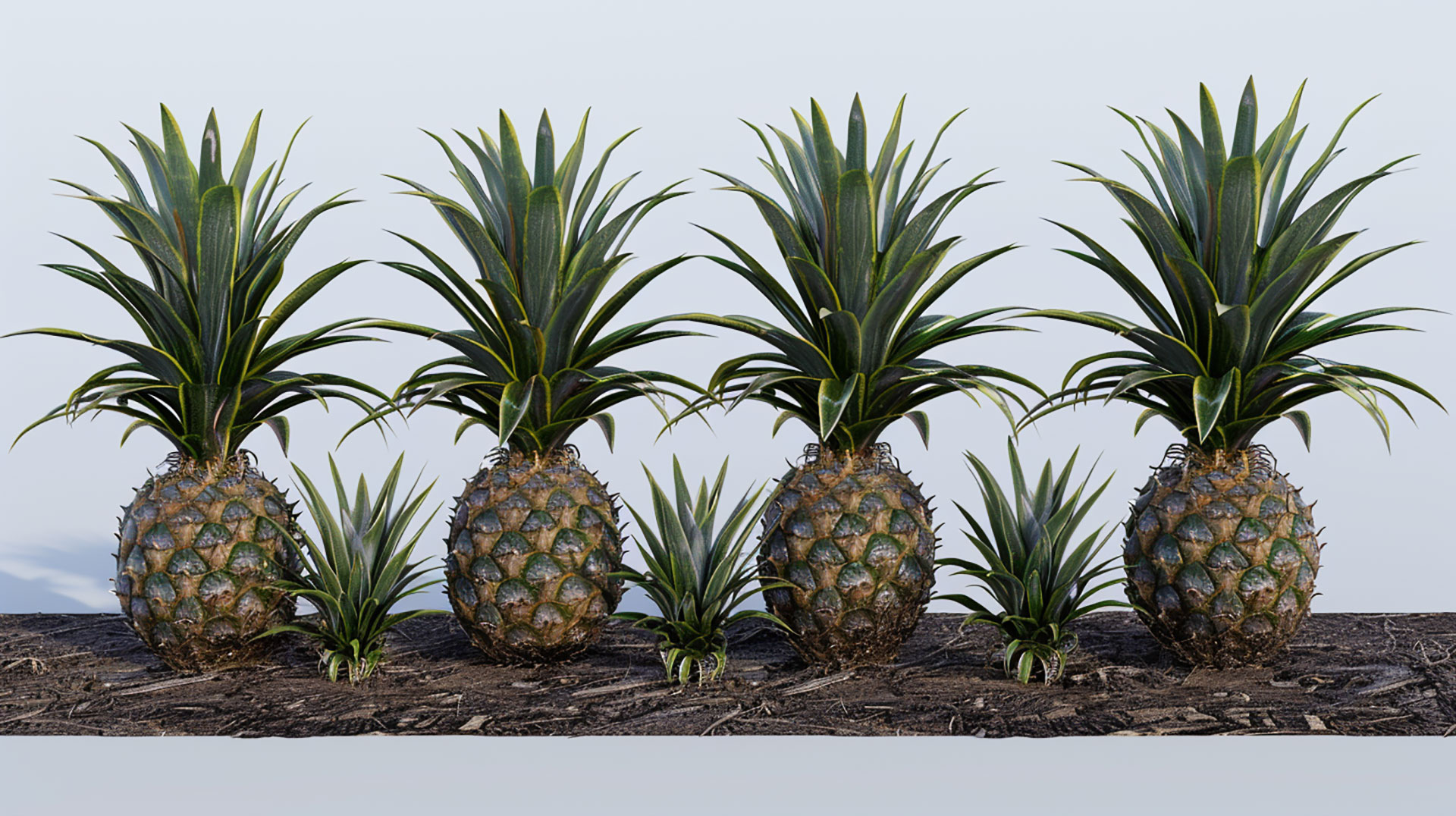 Browse and Download Stunning Pineapple Plant Images in 8K Ultra HD