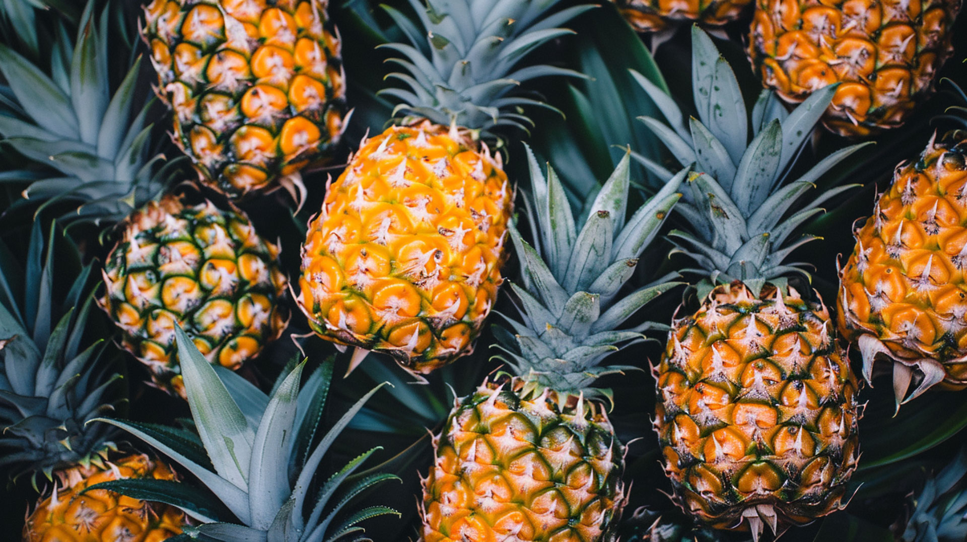 Discover Pineapple Plant Images in HD Quality