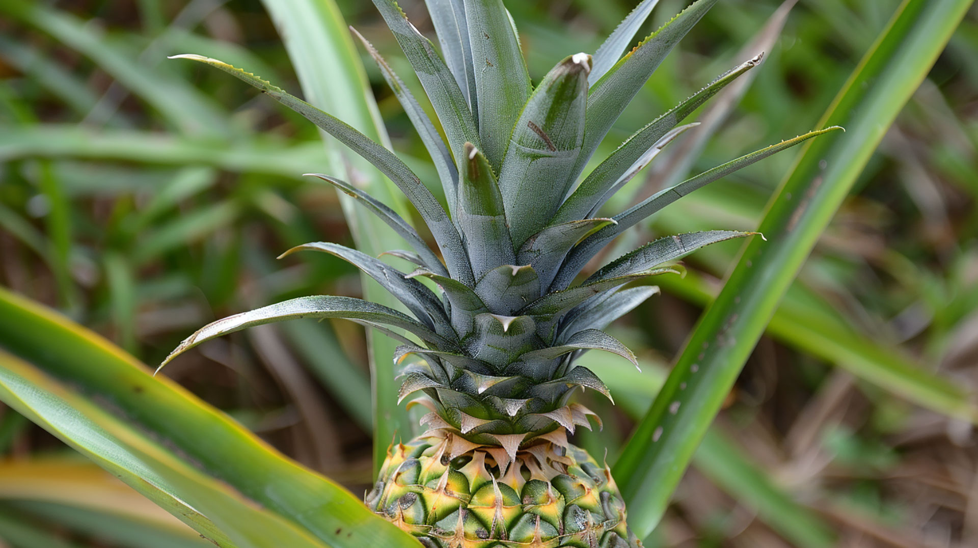 Explore Pineapple Plant Images in 8K Resolution