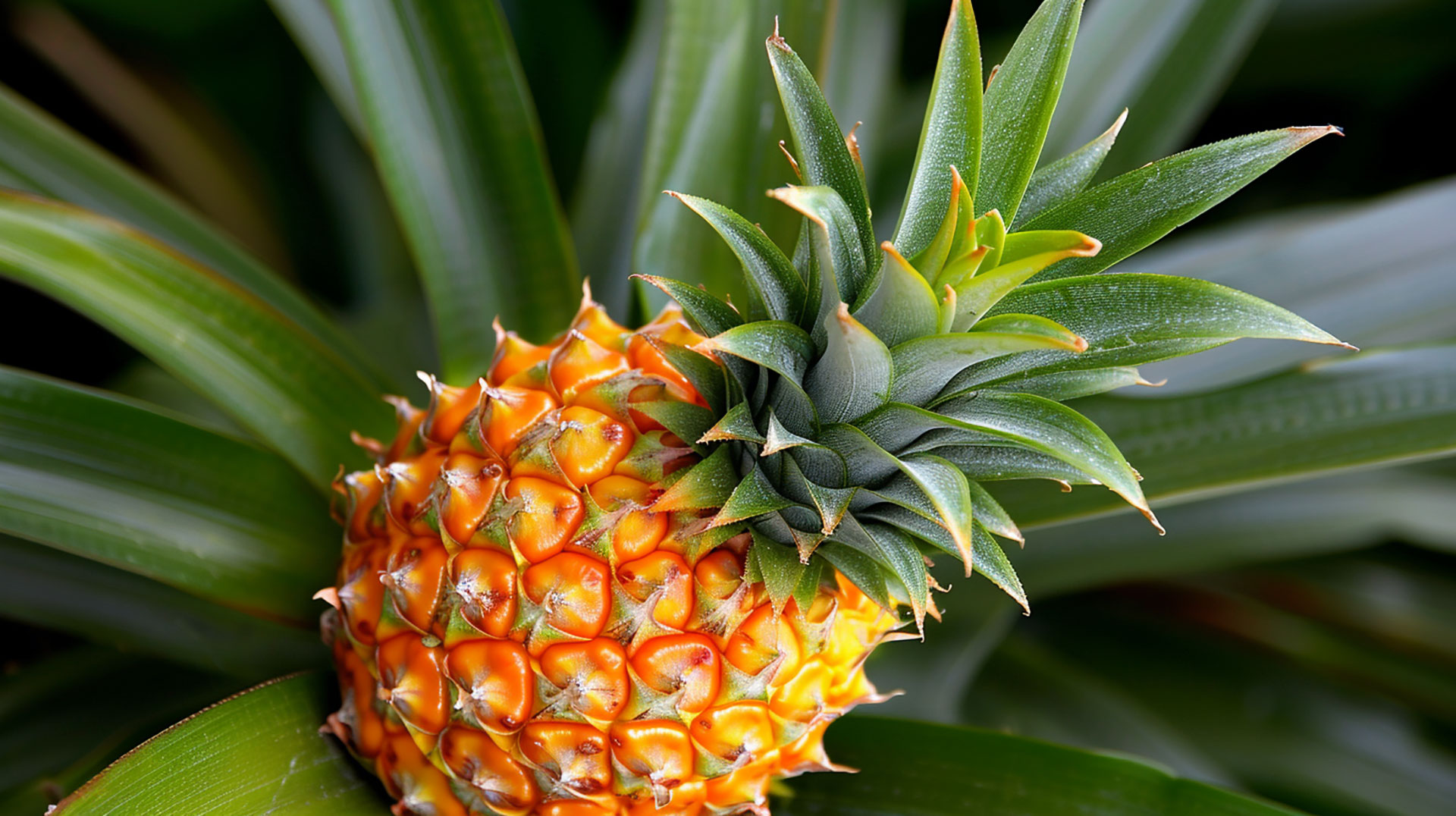 Colorful Pineapple Plant Images for Personal Projects