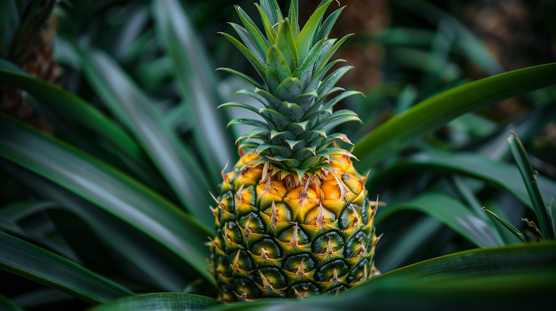 Beautiful Pineapple Plant Images for Desktop