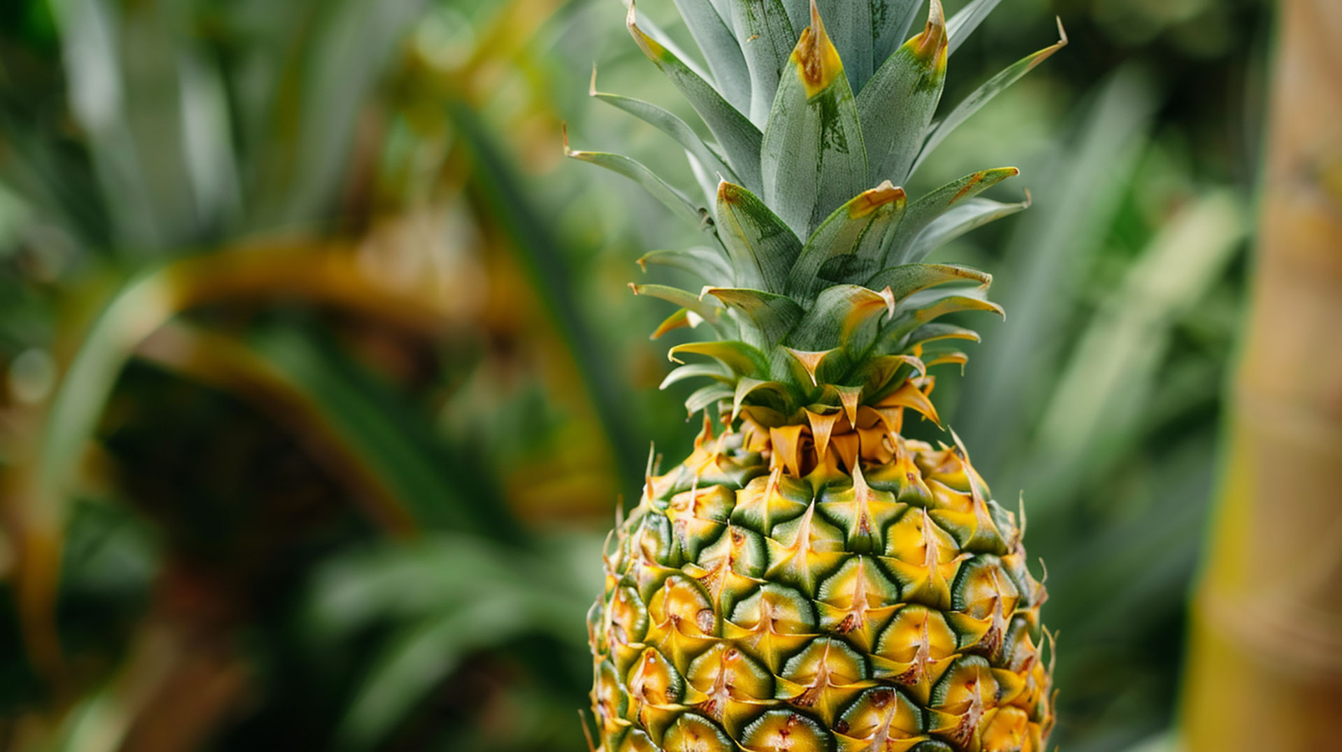 Explore Pineapple Plant Images in Ultra HD