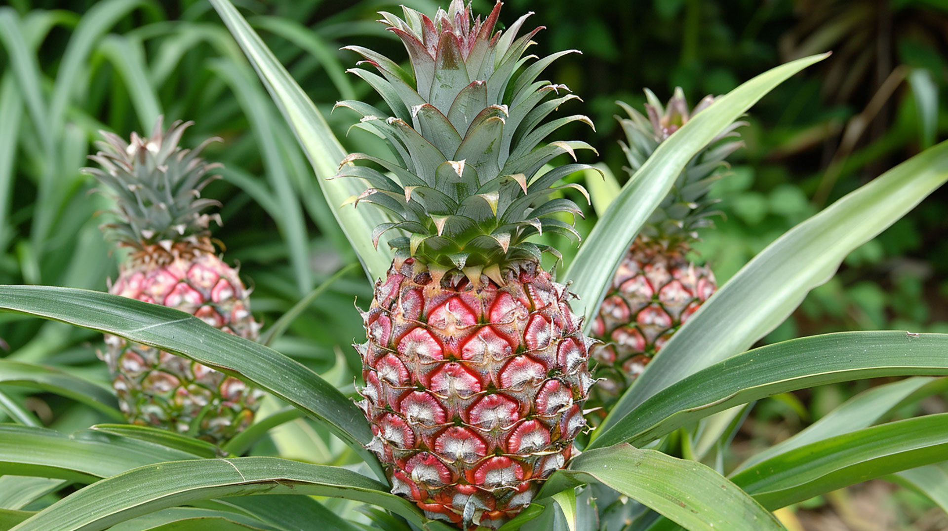 Find Royalty-Free Pineapple Plant Images