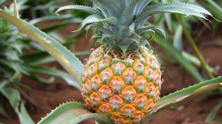 Discover Stunning Pineapple Plant Photos in HD