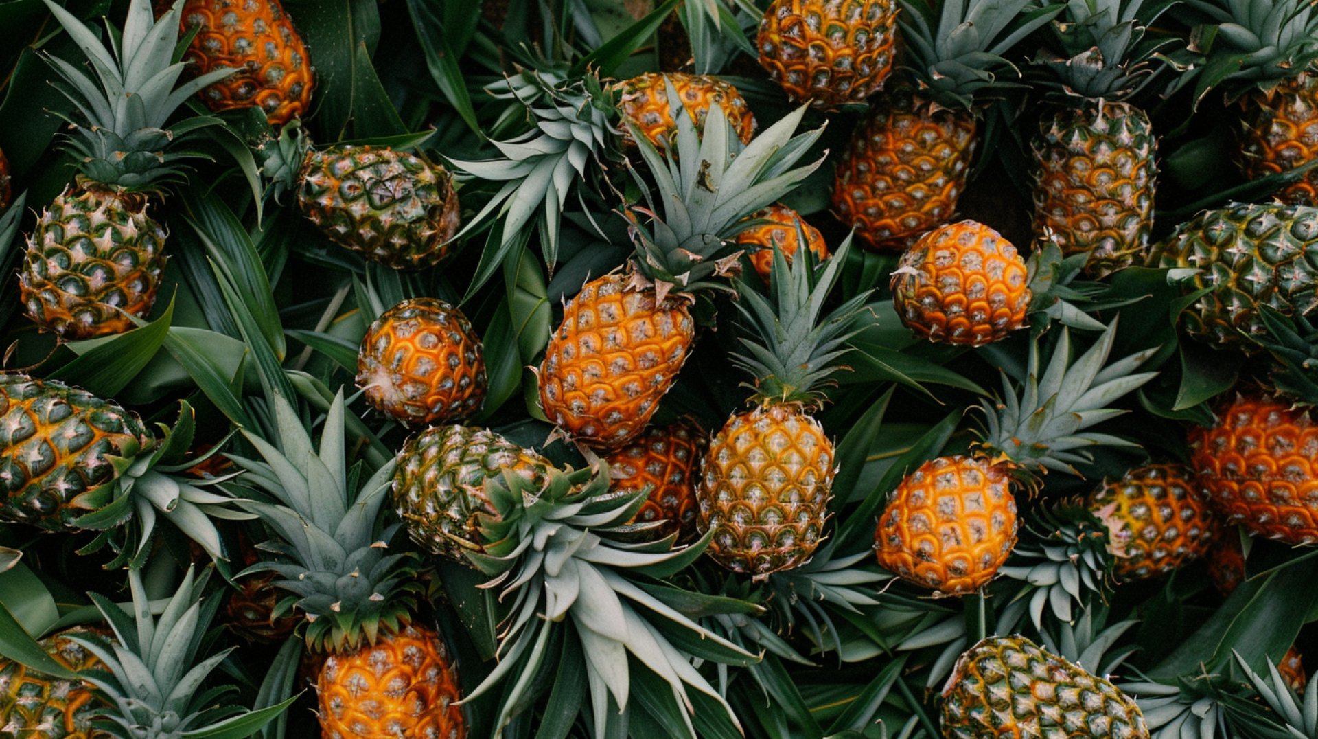 Trendy Pineapple Backgrounds in 8K Resolution for PCs