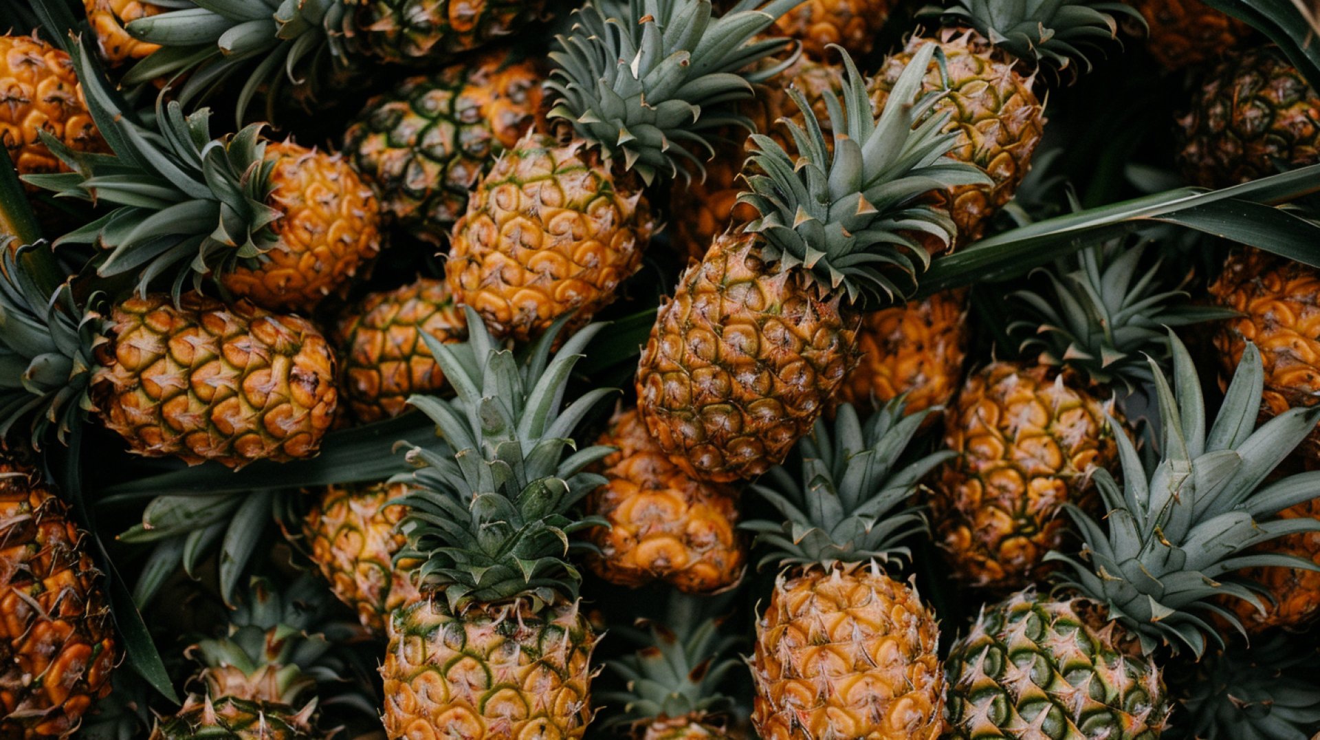 High-Resolution Pineapple Wallpapers for PC Backgrounds