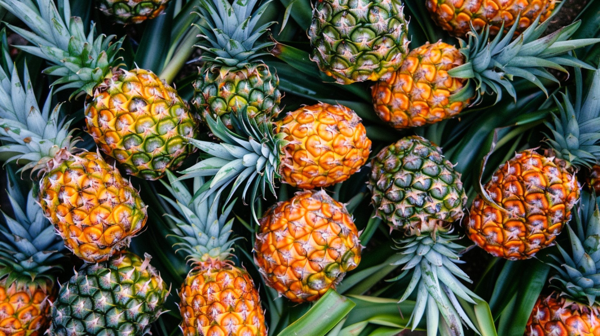 Refresh Your PC with Cute Pineapple Desktop Wallpapers