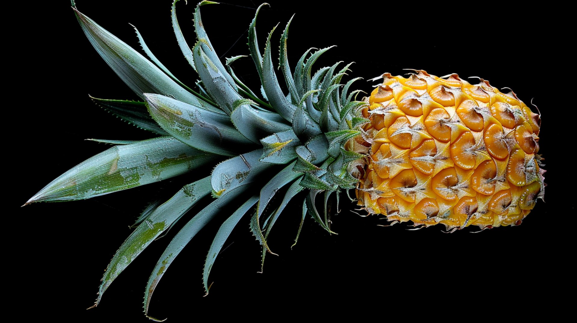 Ultra HD Pineapple Pictures for Creative Use