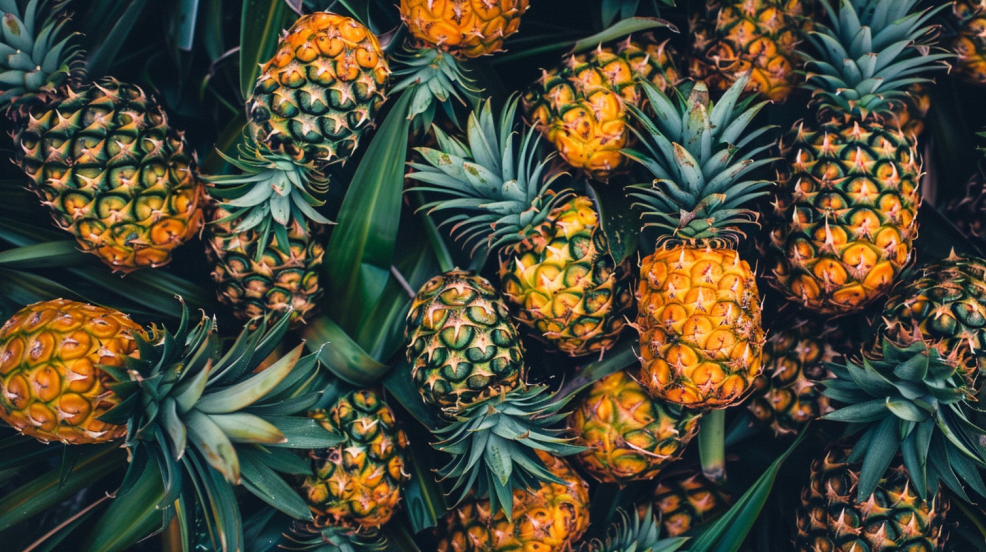 HD Pineapple Wallpapers to Brighten Up Your Screen