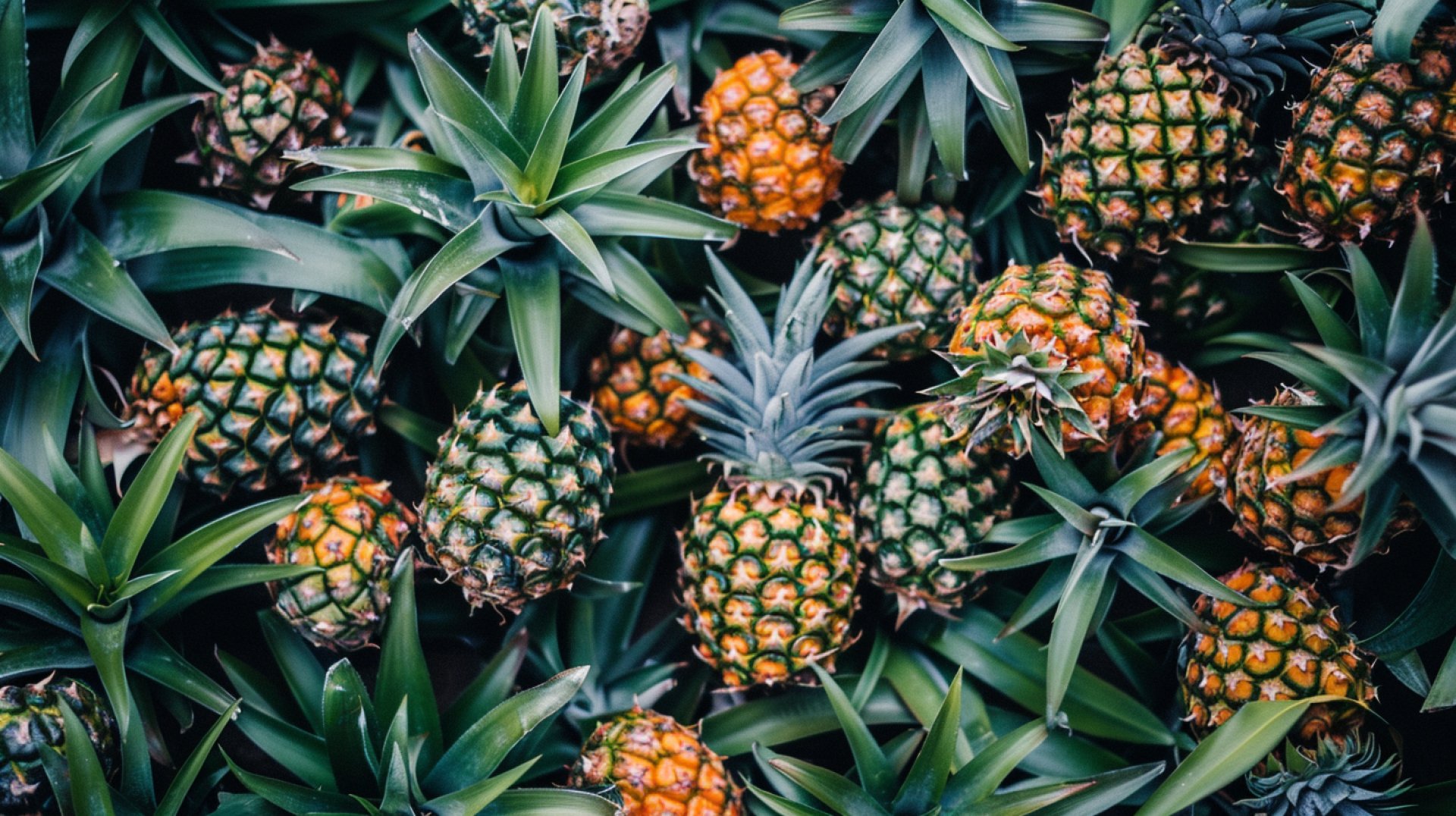 Pineapple Stock Photos for Your HD Wallpaper Needs