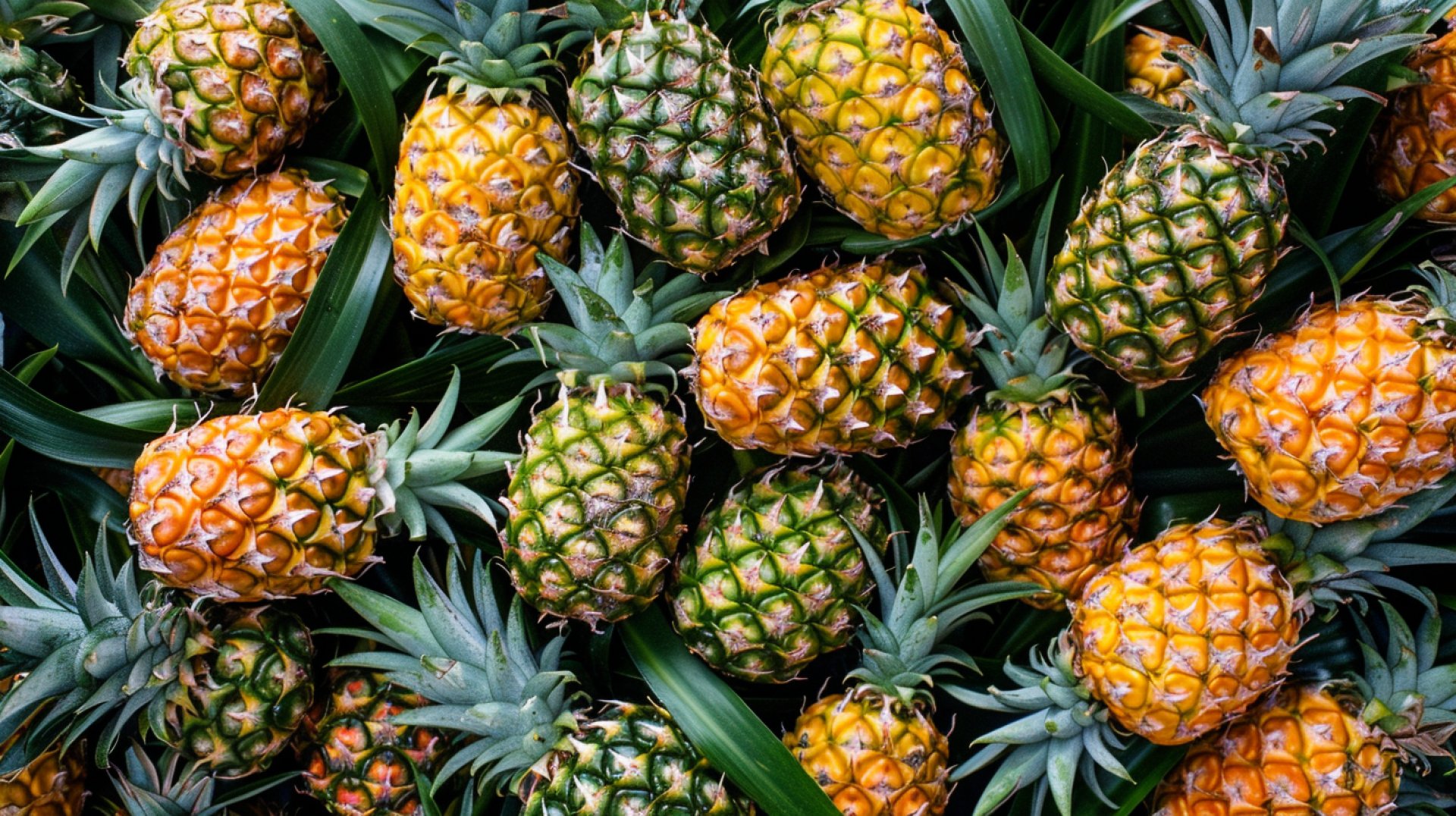 High-Definition Pineapple Wallpapers for the Summer Season