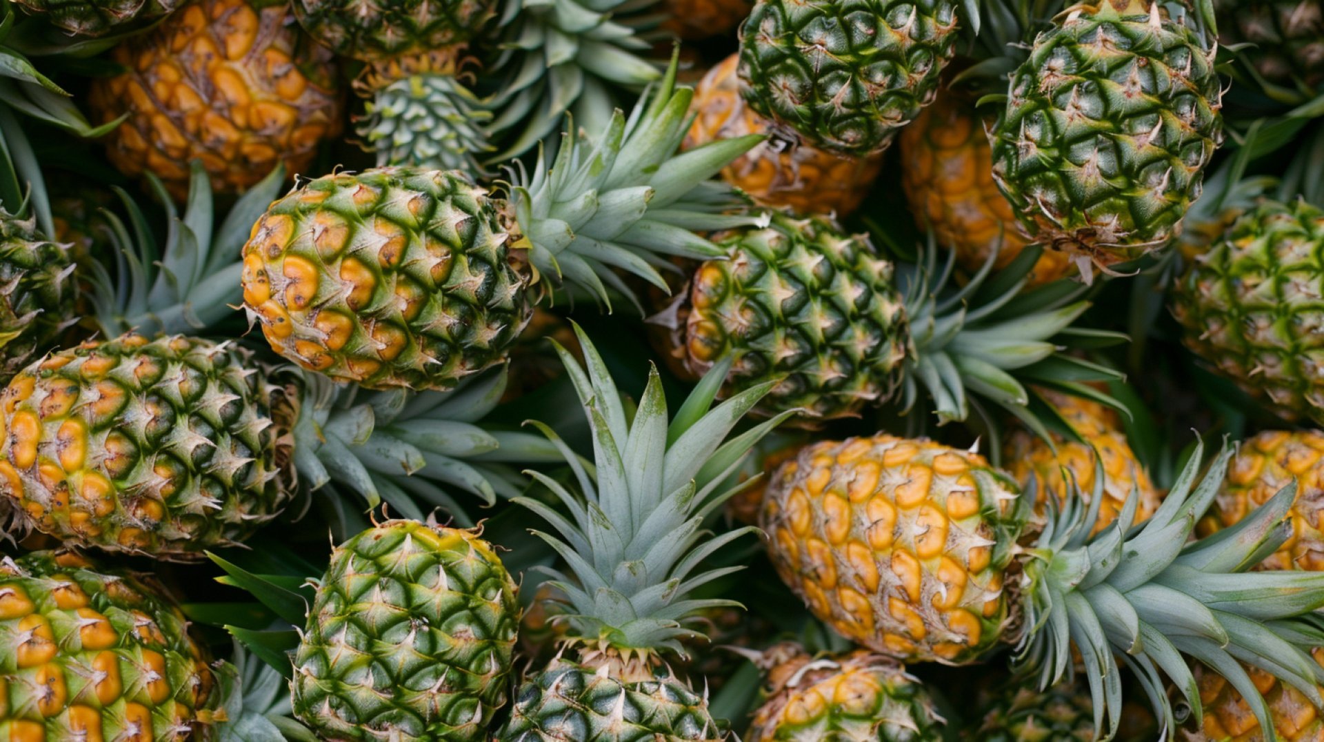 Vivid Summer Pineapple Photos to Enhance Your Space