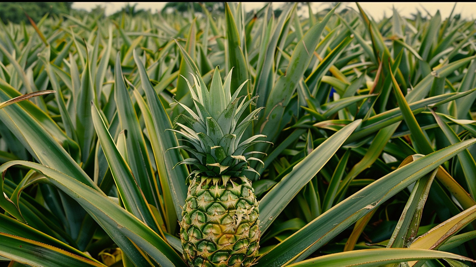 Free HD Pics of Lush Green Pineapples for PCs