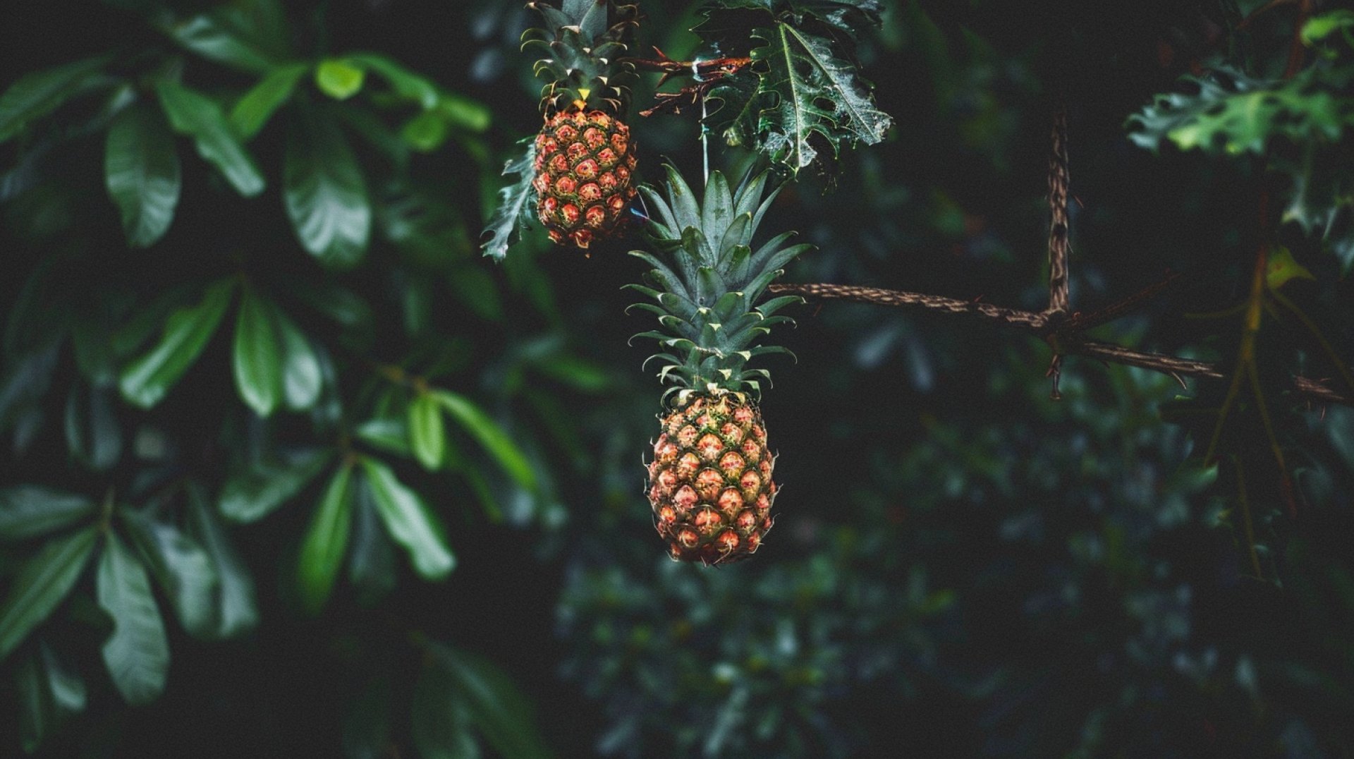 Artistic Upside Down Pineapple Photo for Background