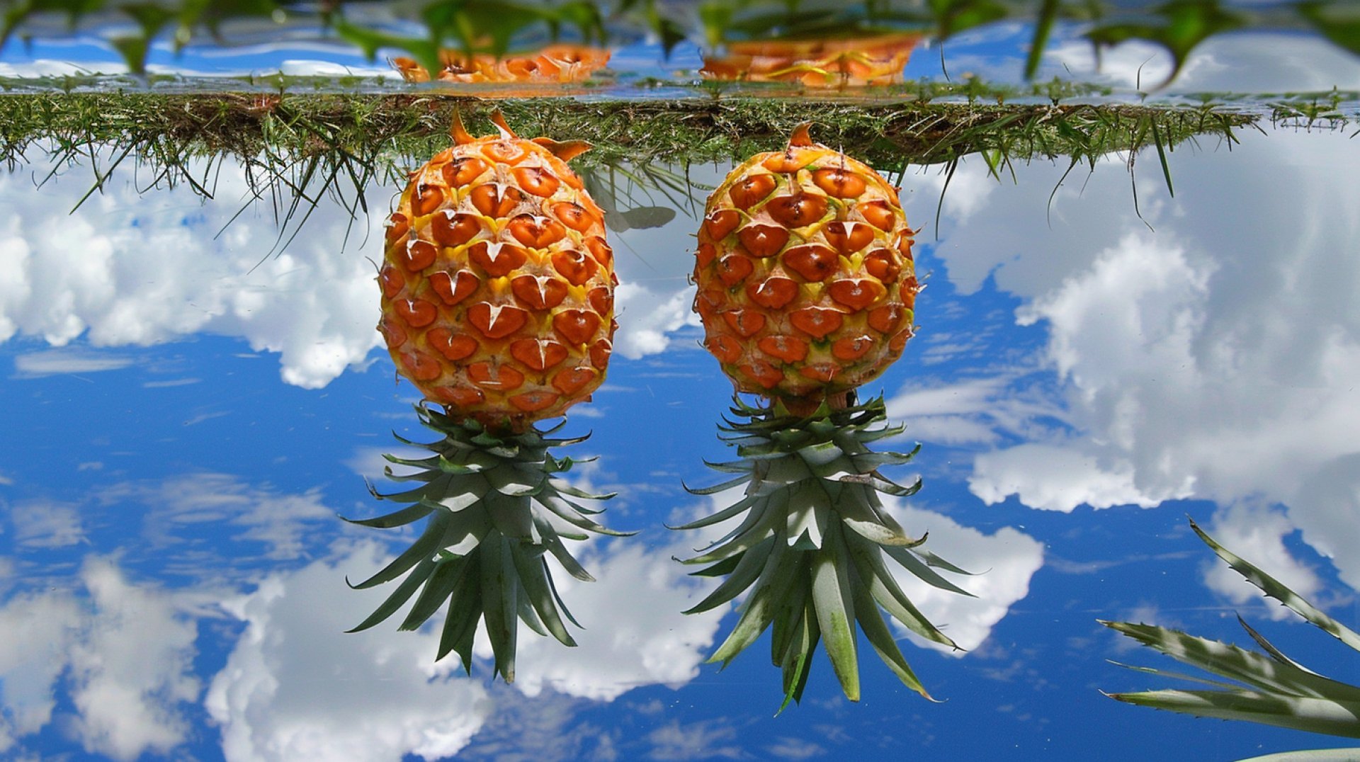 Beautifully Crafted Upside Down Pineapple Photos in 8K