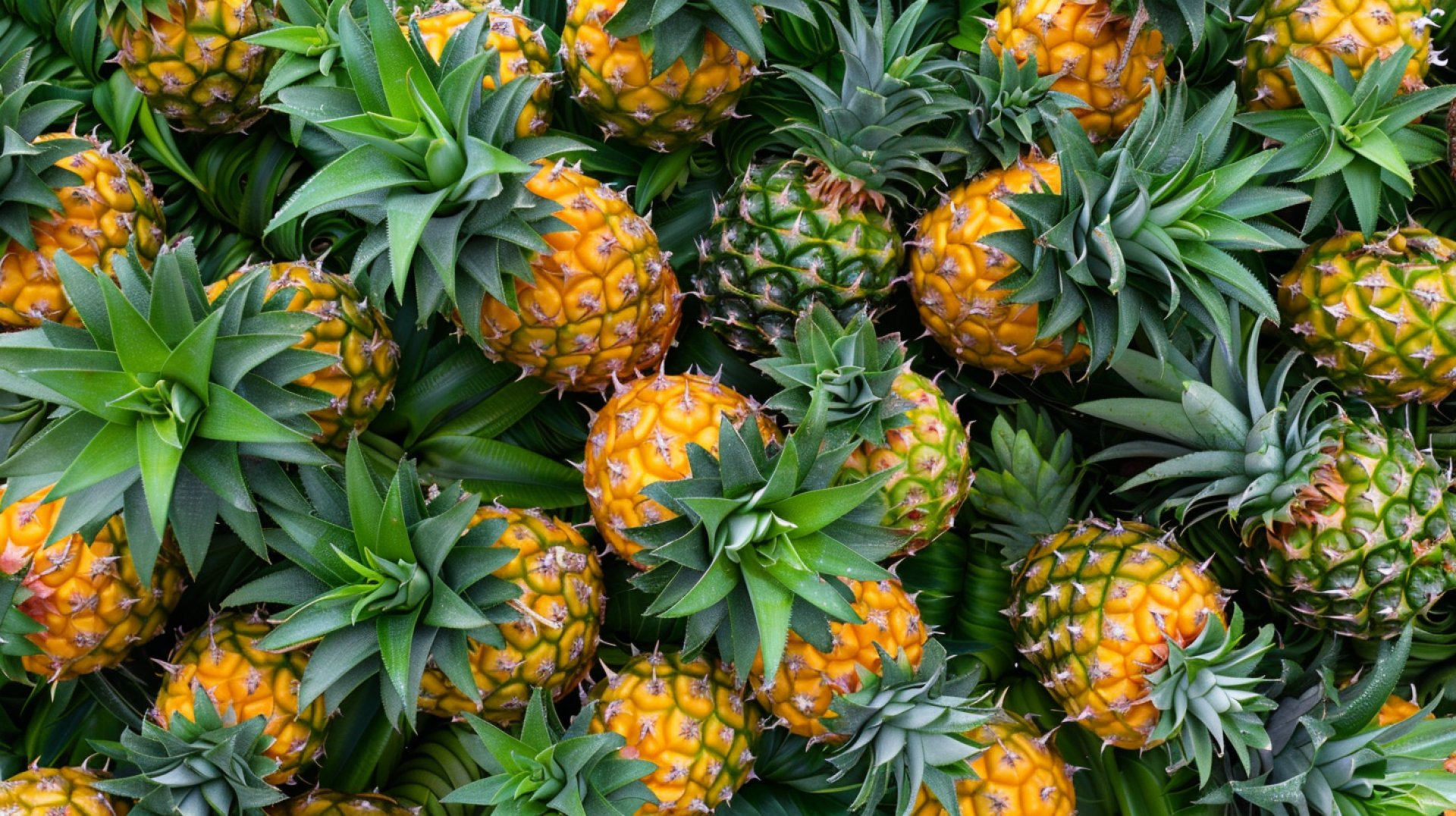 Lively Upside Down Pineapple Digital Wallpapers for Everyone