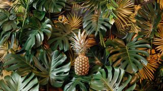 Creative Upside Down Pineapple Wallpaper for Desktop