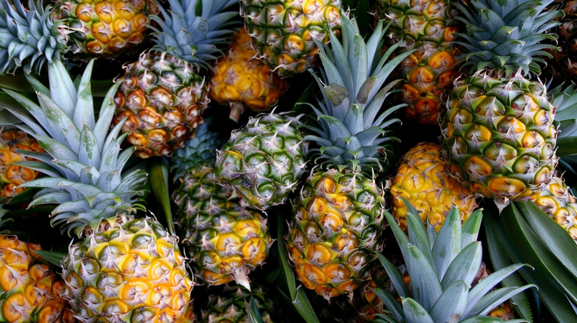 Download Stunning Pineapple Pictures in 16:9 Aspect Ratio