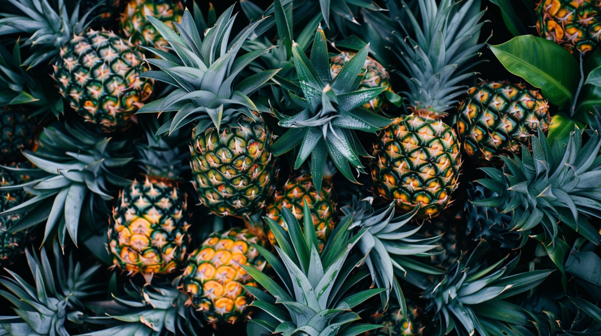 Big and Bold Pineapple Wallpapers: Download Now