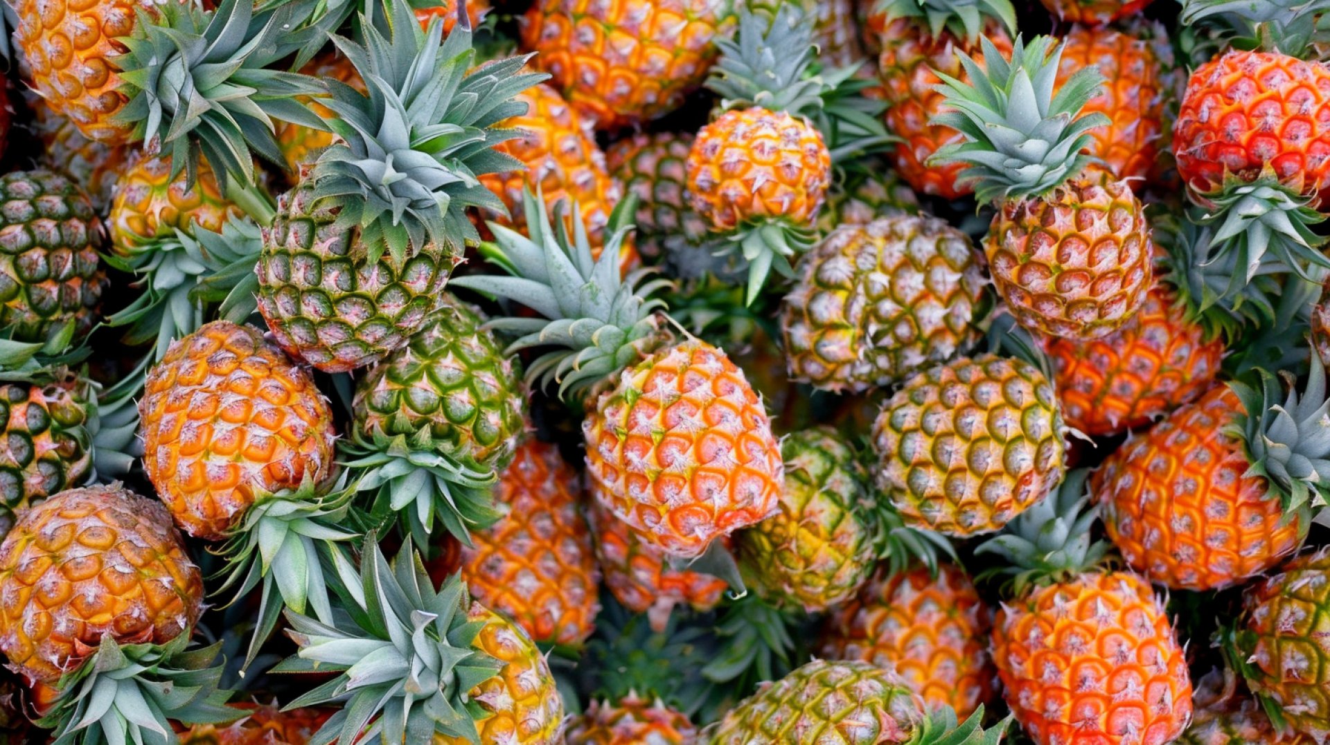 Tropical Pineapple Images: Free Royalty-Free Wallpapers