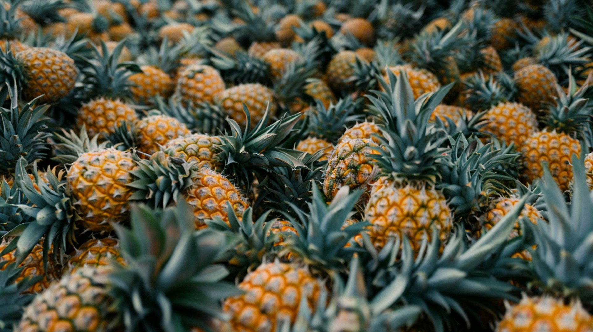 Decorate Your Screen with Charming Pineapple Photos